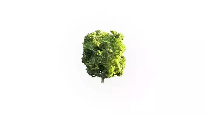 Low Poly Tree Stylish