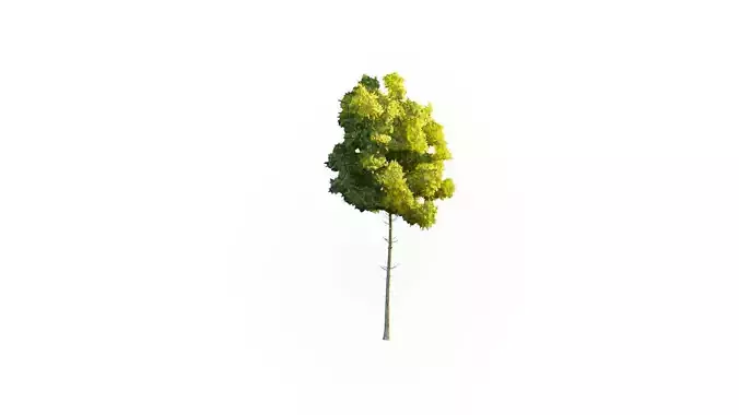 Low Poly Tree Stylish