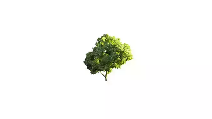 Low Poly Tree Stylish