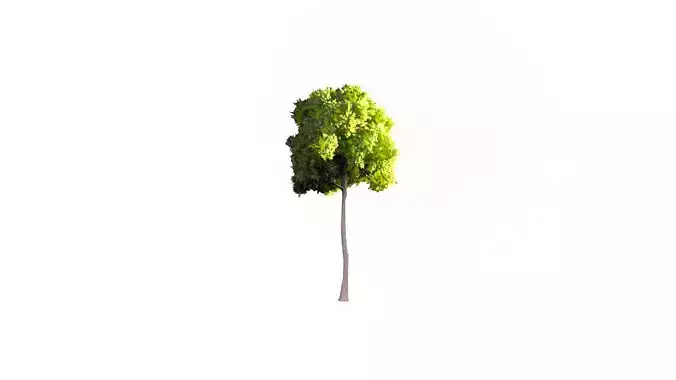 Low Poly Tree Stylish