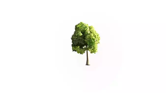 Low Poly Tree Stylish