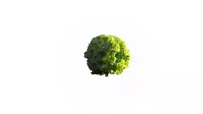 Low Poly Tree Stylish