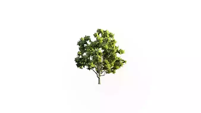 Low Poly Tree Stylish Low-poly 3D model
