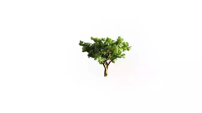 Low Poly Tree Stylish