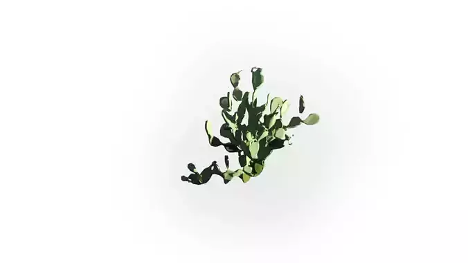 Low Poly Cactus Stylish Low-poly 3D model