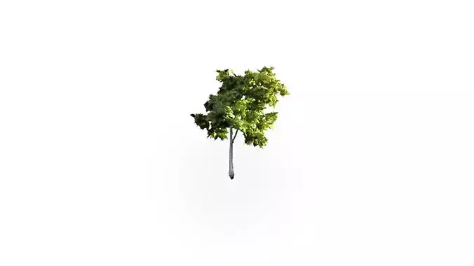 Low Poly Tree Stylish Low-poly 3D model