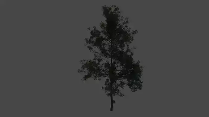 Pine tree 3D model