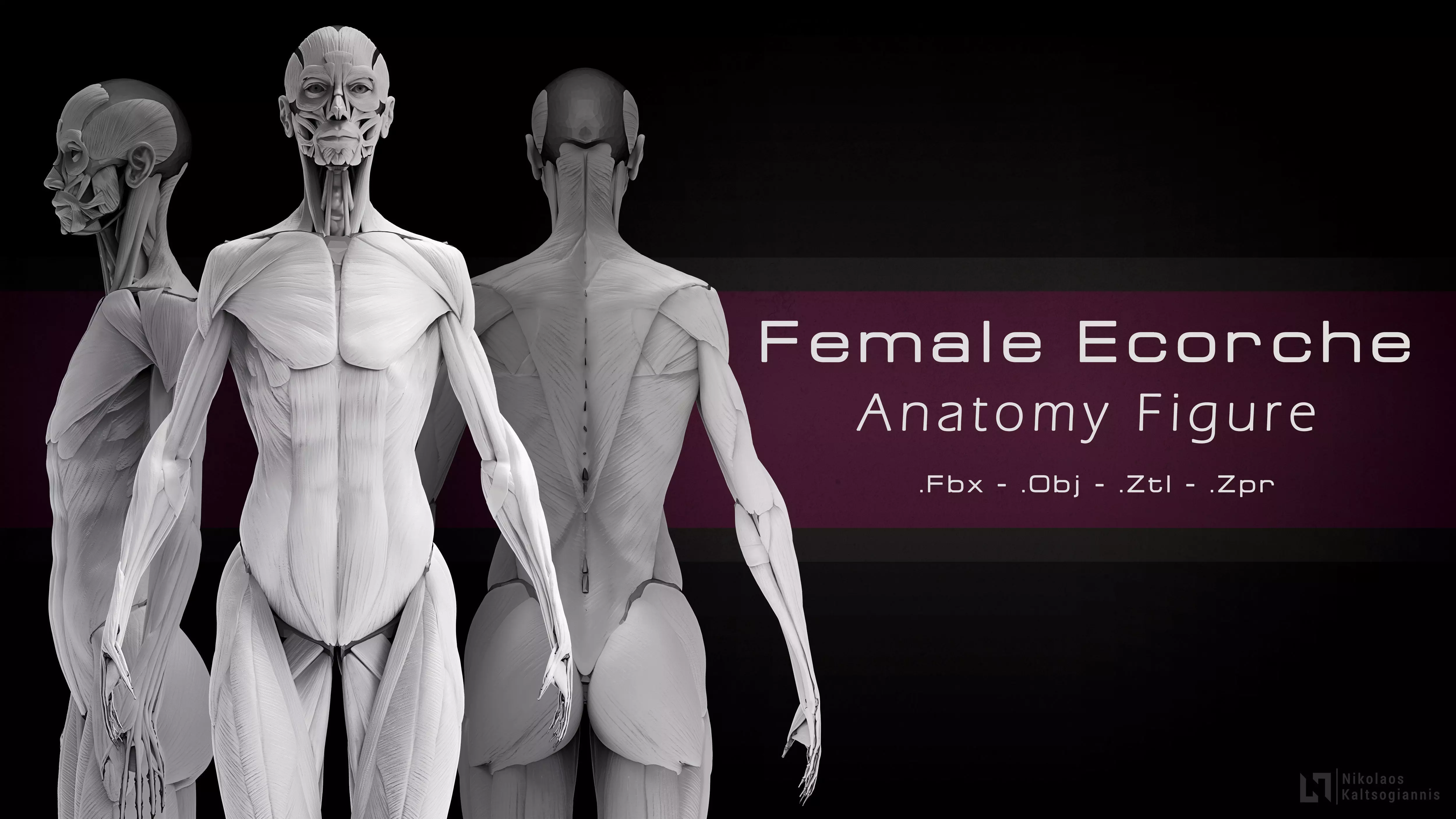 Female Ecorche - Anatomy Study 3D model_0