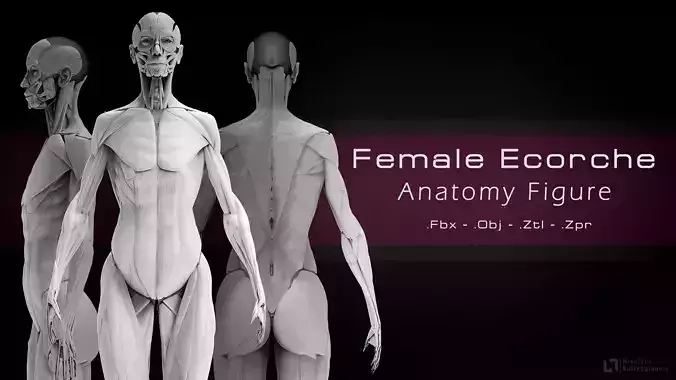 Female Ecorche - Anatomy Study 3D model