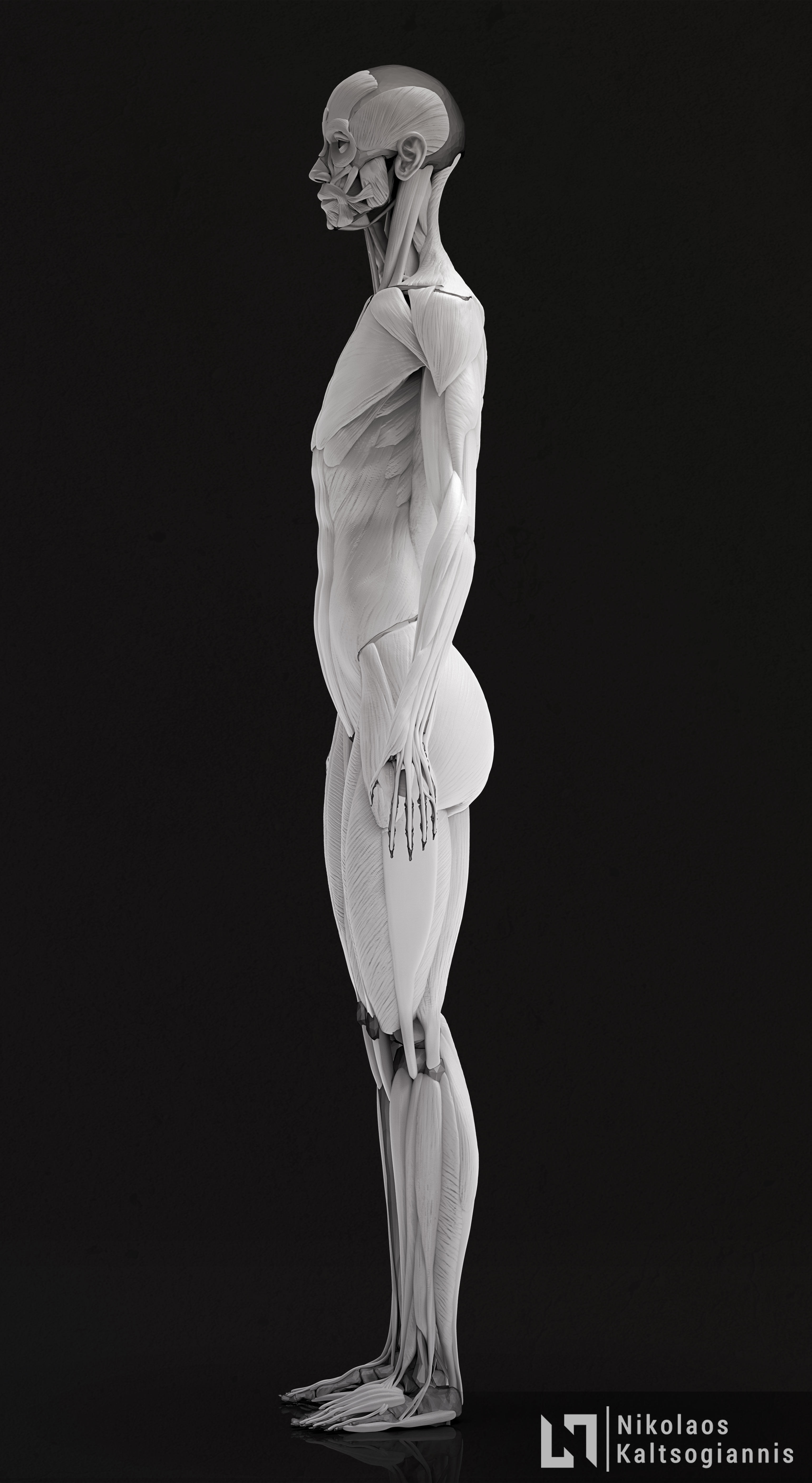 Female Ecorche - Anatomy Study 3D model_2