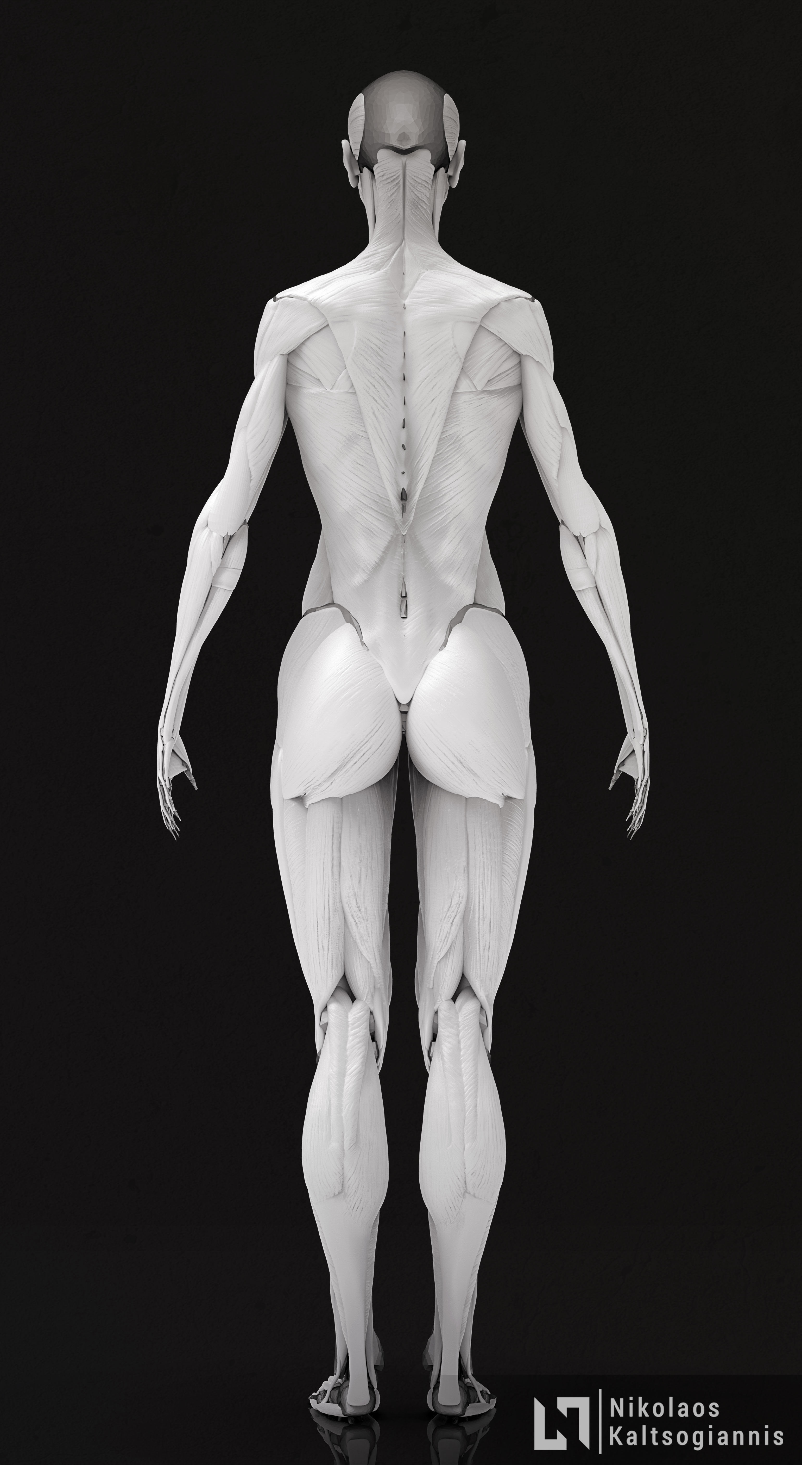 Female Ecorche - Anatomy Study 3D model_3