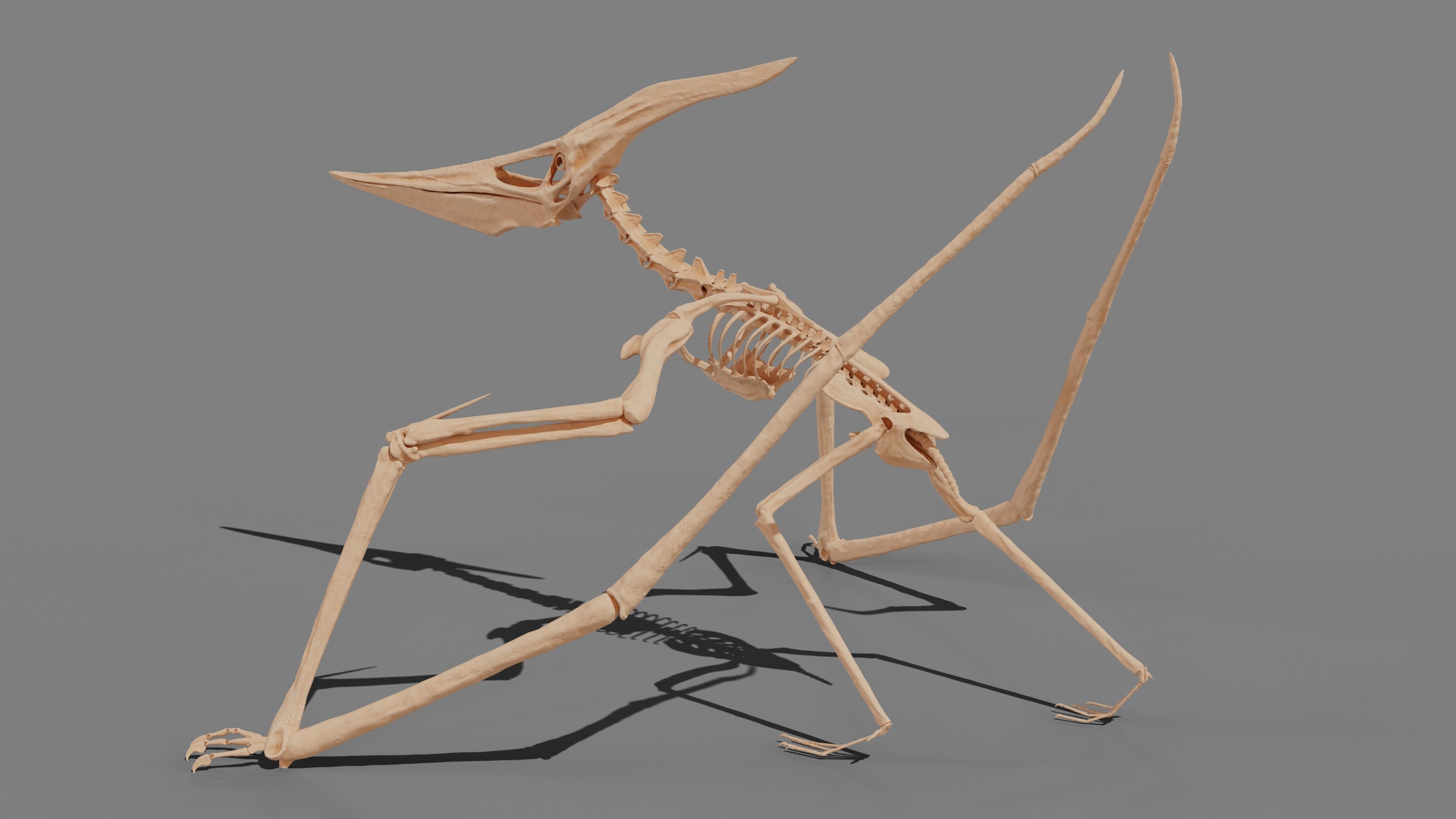 Pteranodon Skeleton 3D model Low-poly 3D model_21