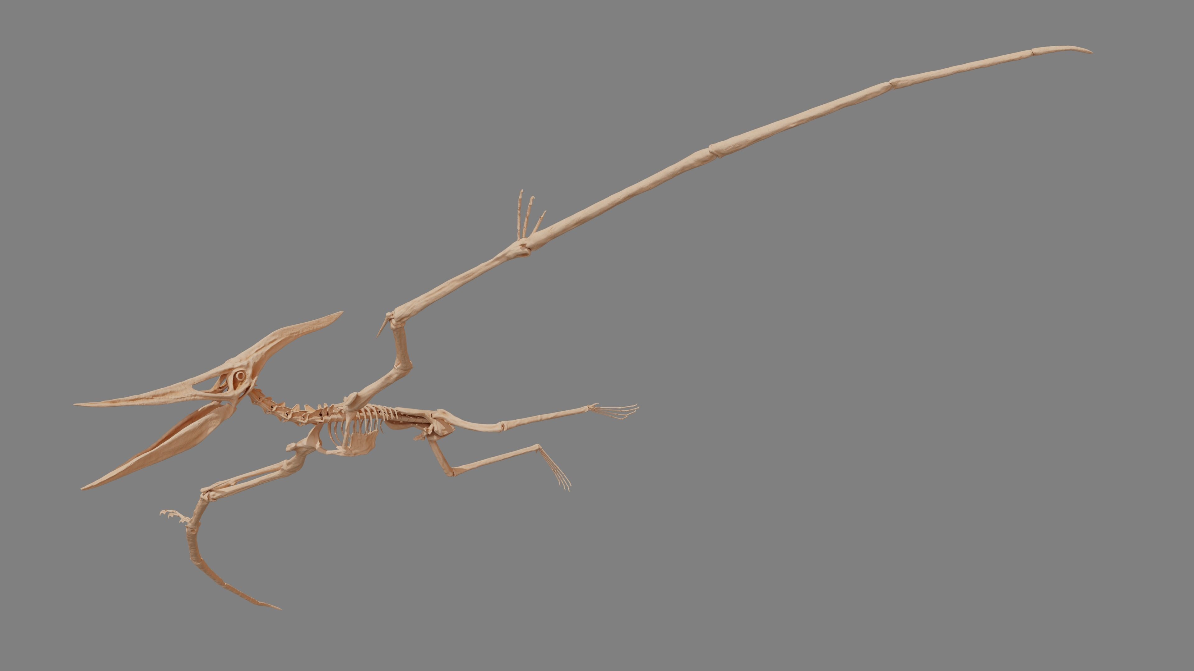 Pteranodon Skeleton 3D model Low-poly 3D model_15