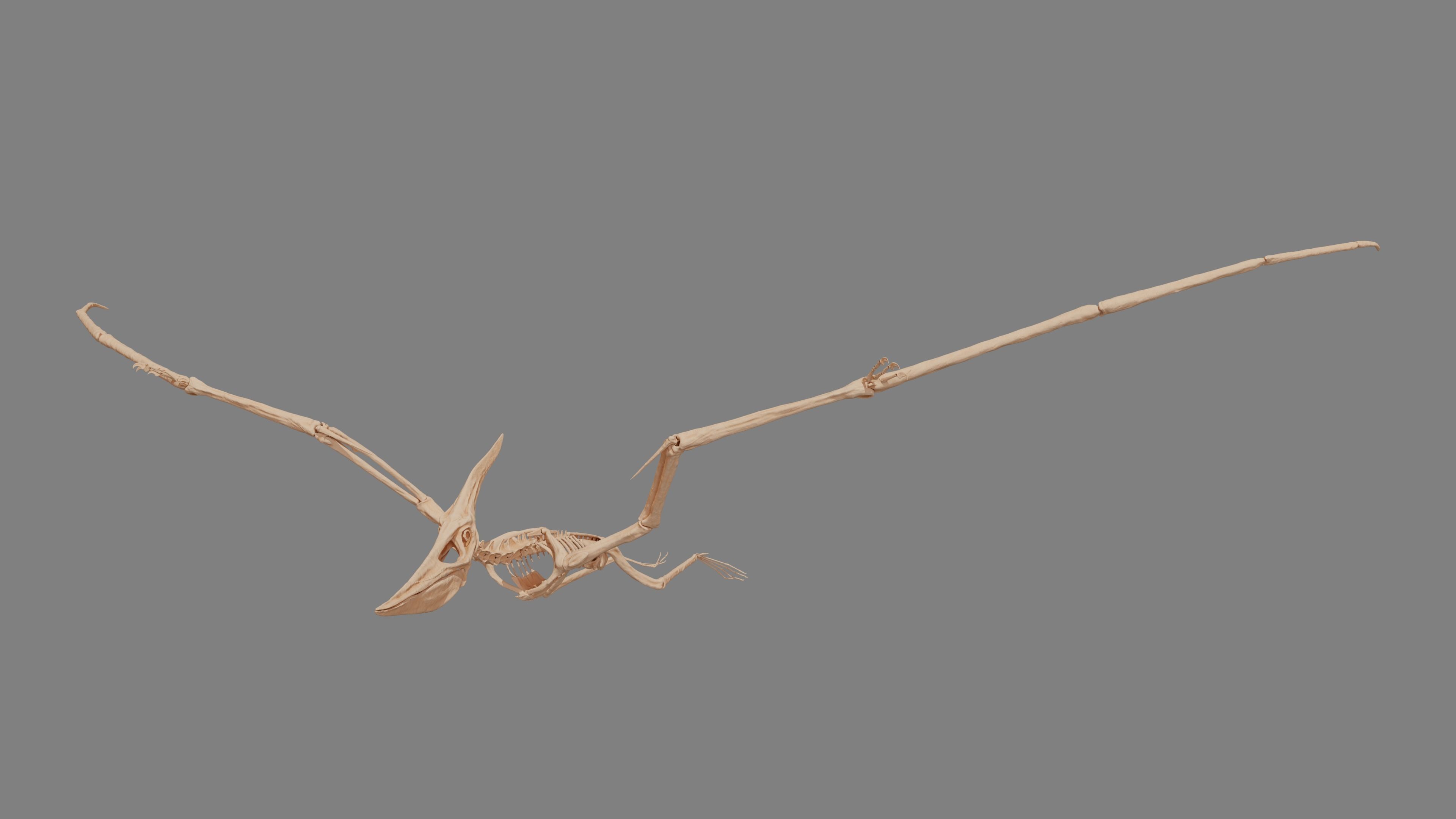 Pteranodon Skeleton 3D model Low-poly 3D model_2