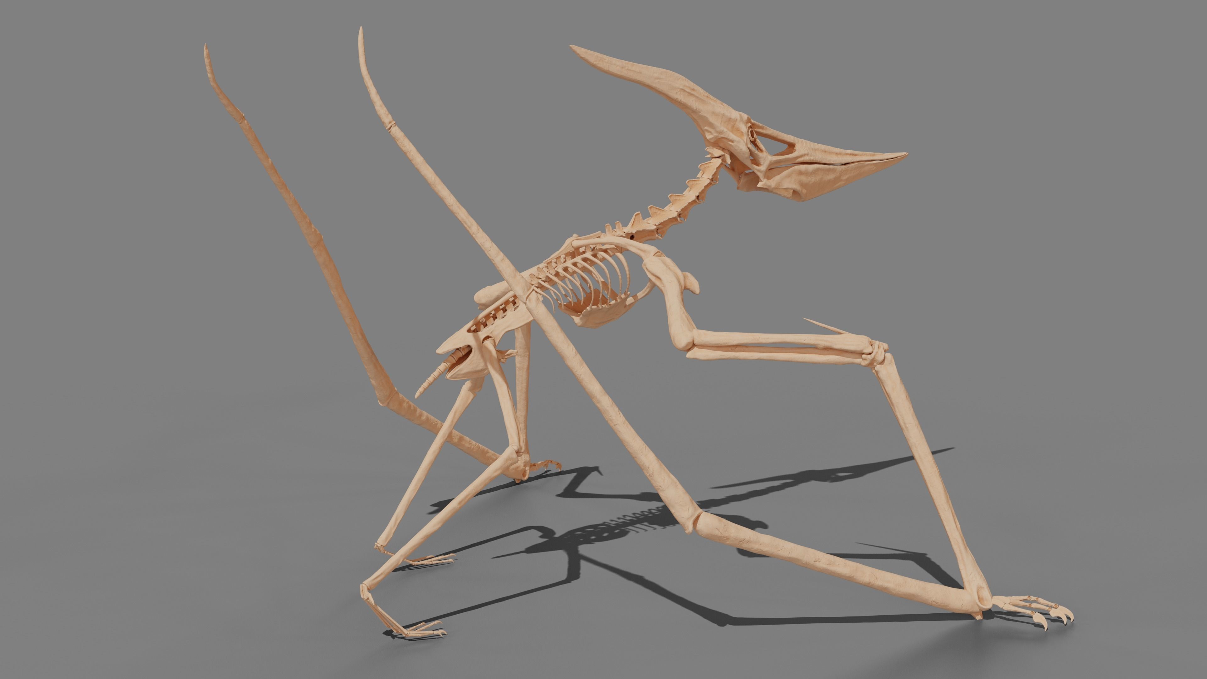 Pteranodon Skeleton 3D model Low-poly 3D model_22