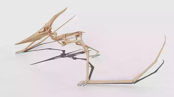 Pteranodon Skeleton 3D model Low-poly 3D model