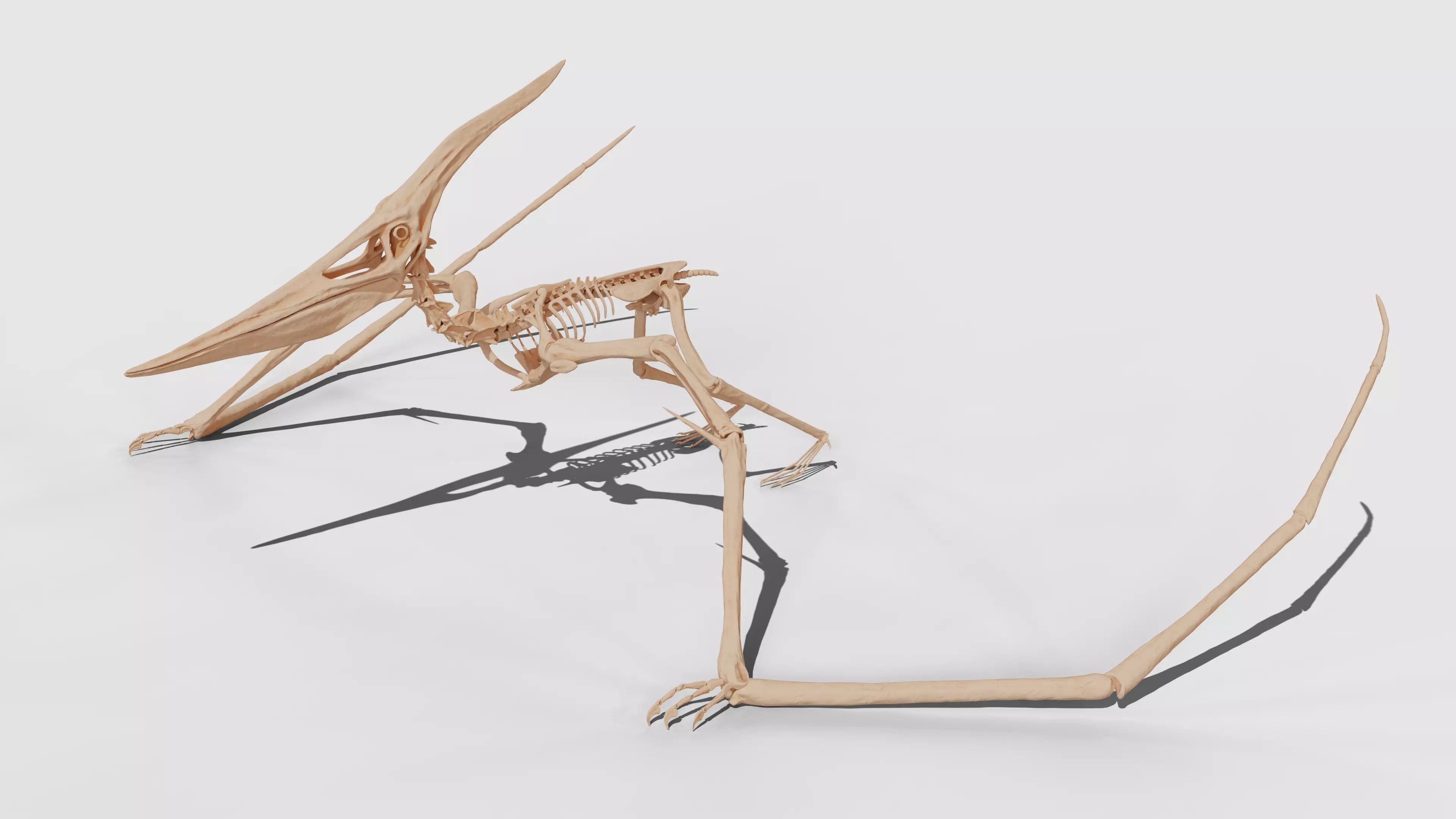 Pteranodon Skeleton 3D model Low-poly 3D model_0
