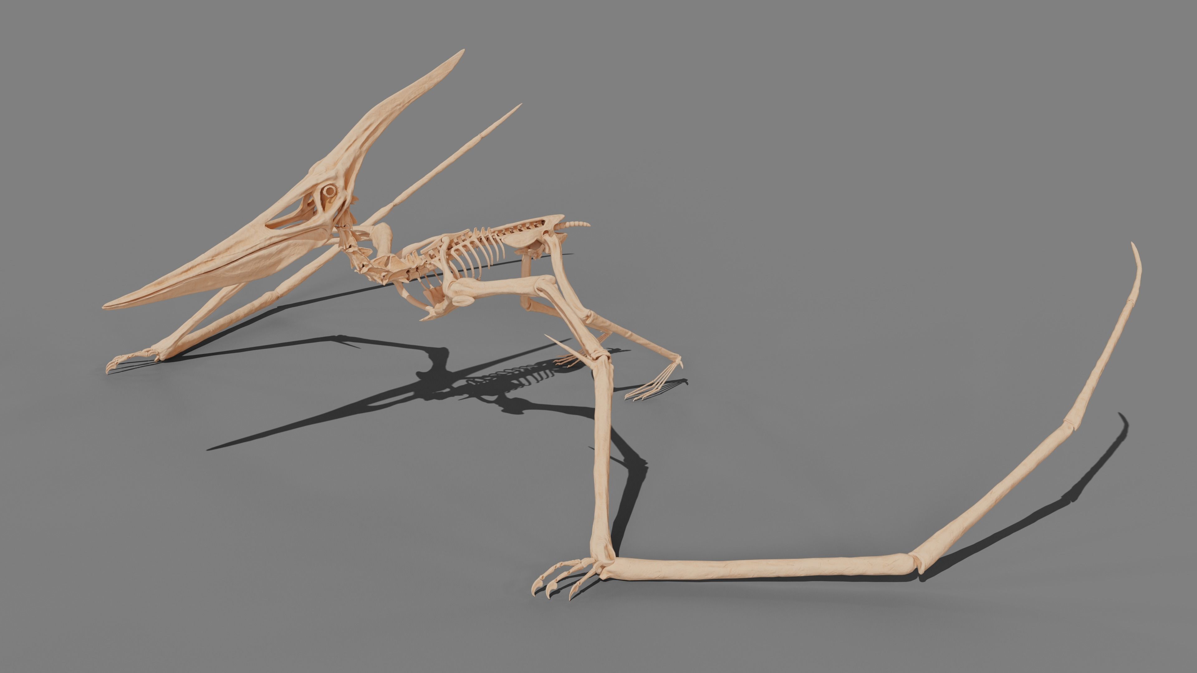 Pteranodon Skeleton 3D model Low-poly 3D model_25
