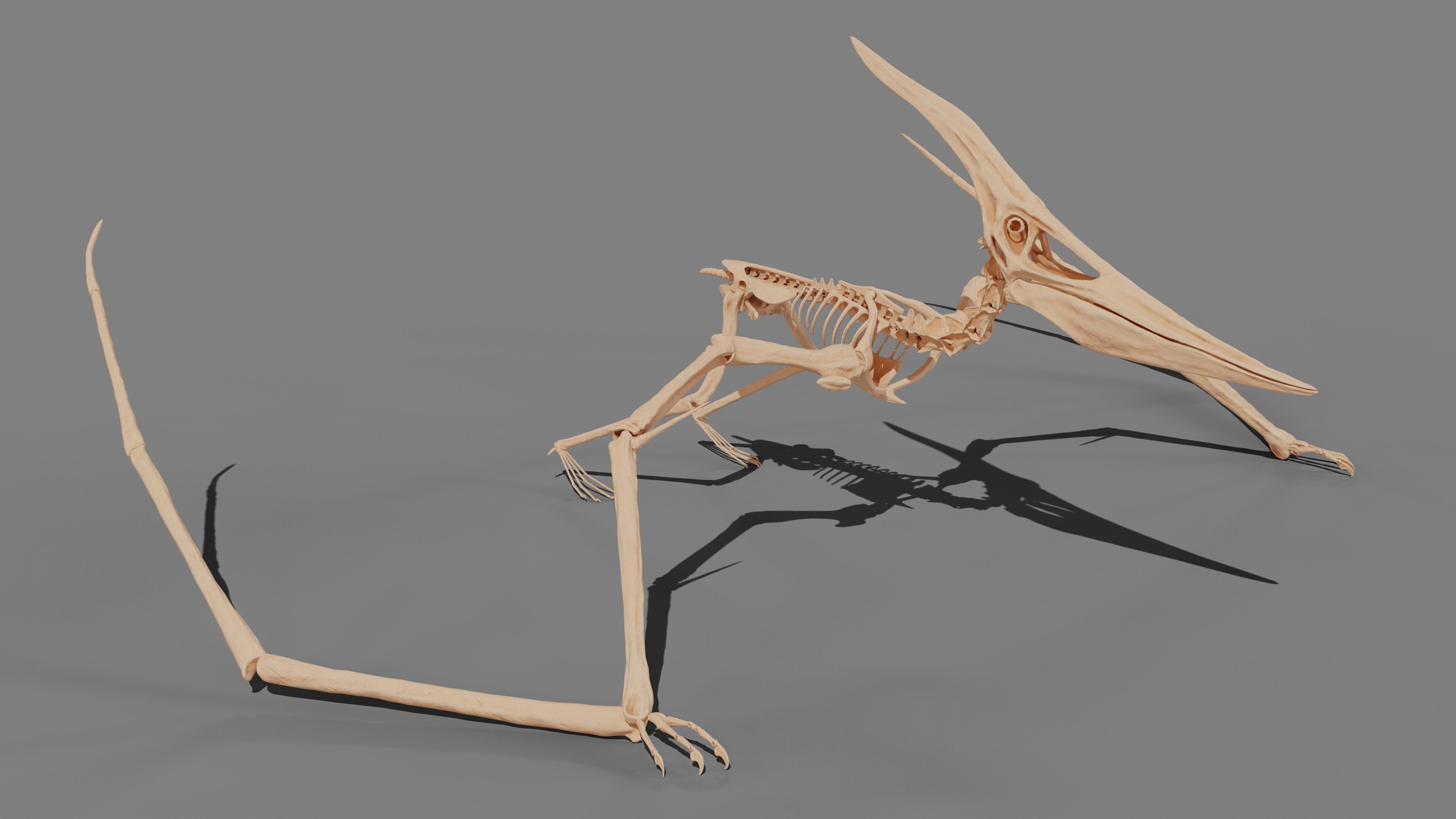 Pteranodon Skeleton 3D model Low-poly 3D model_23