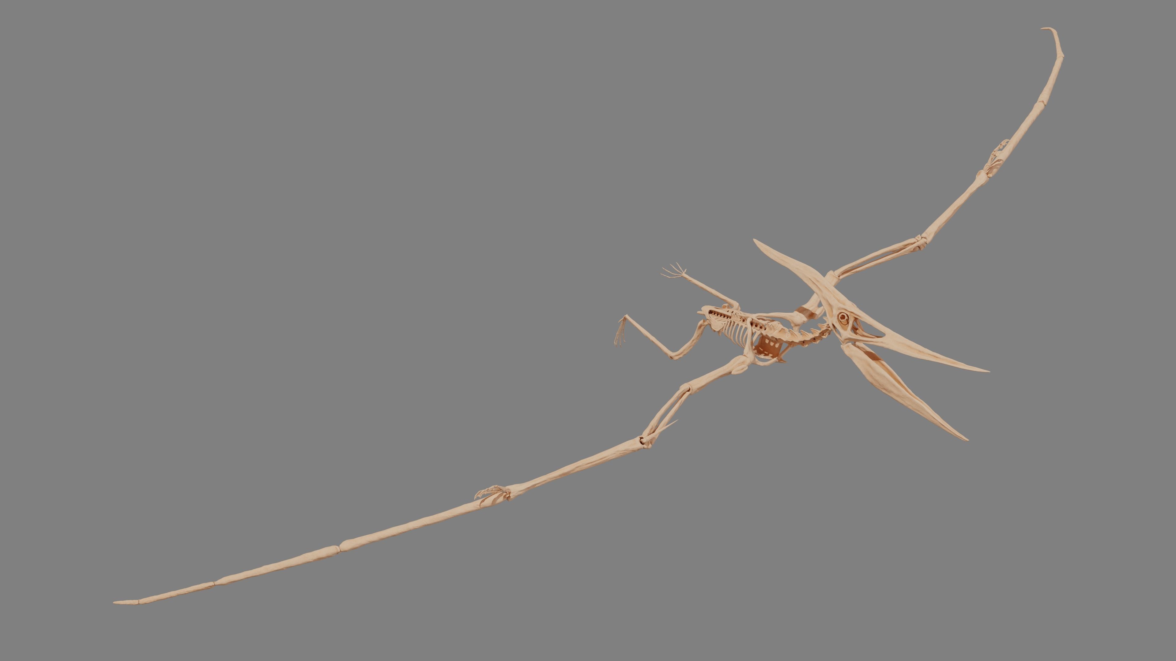 Pteranodon Skeleton 3D model Low-poly 3D model_13