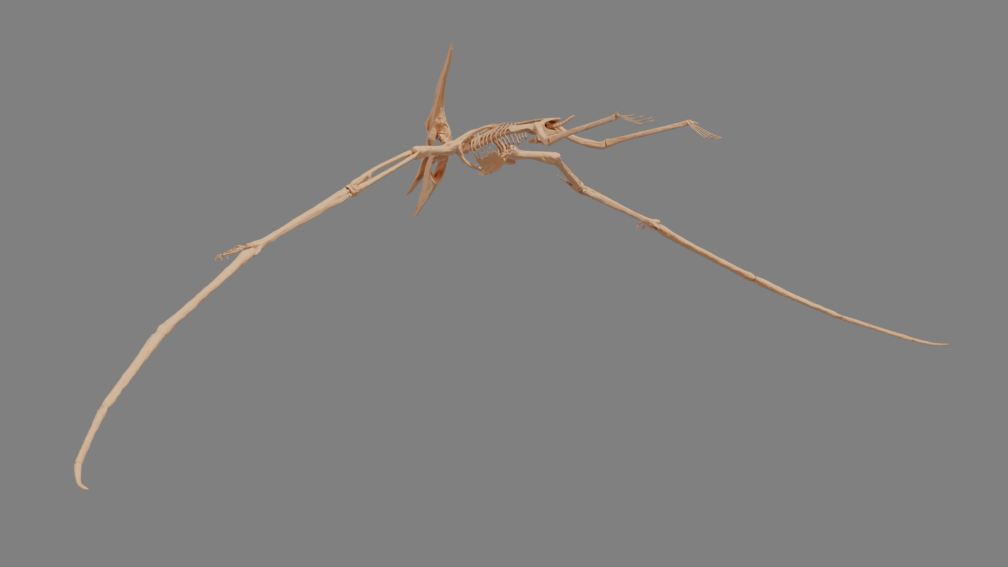 Pteranodon Skeleton 3D model Low-poly 3D model_11