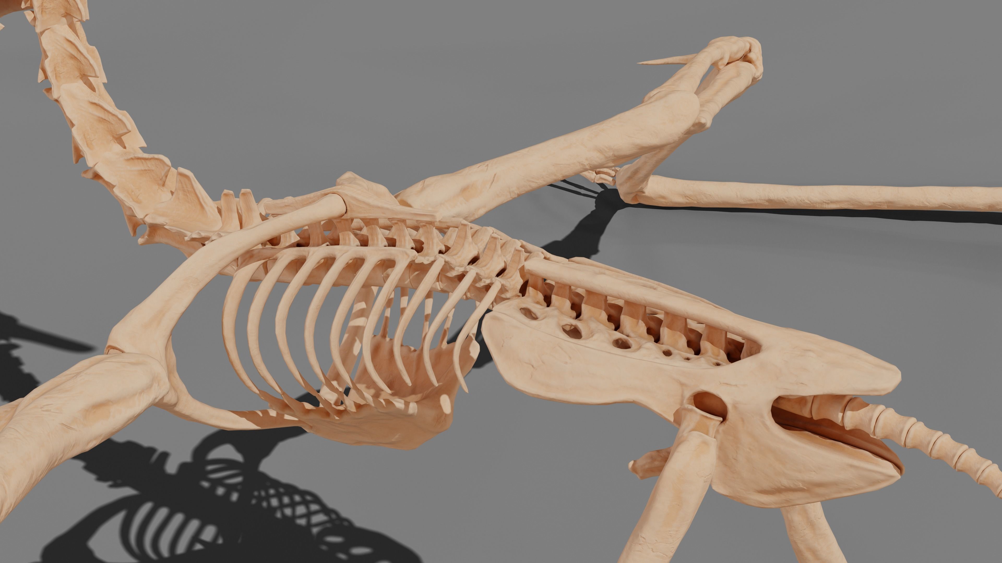 Pteranodon Skeleton 3D model Low-poly 3D model_29