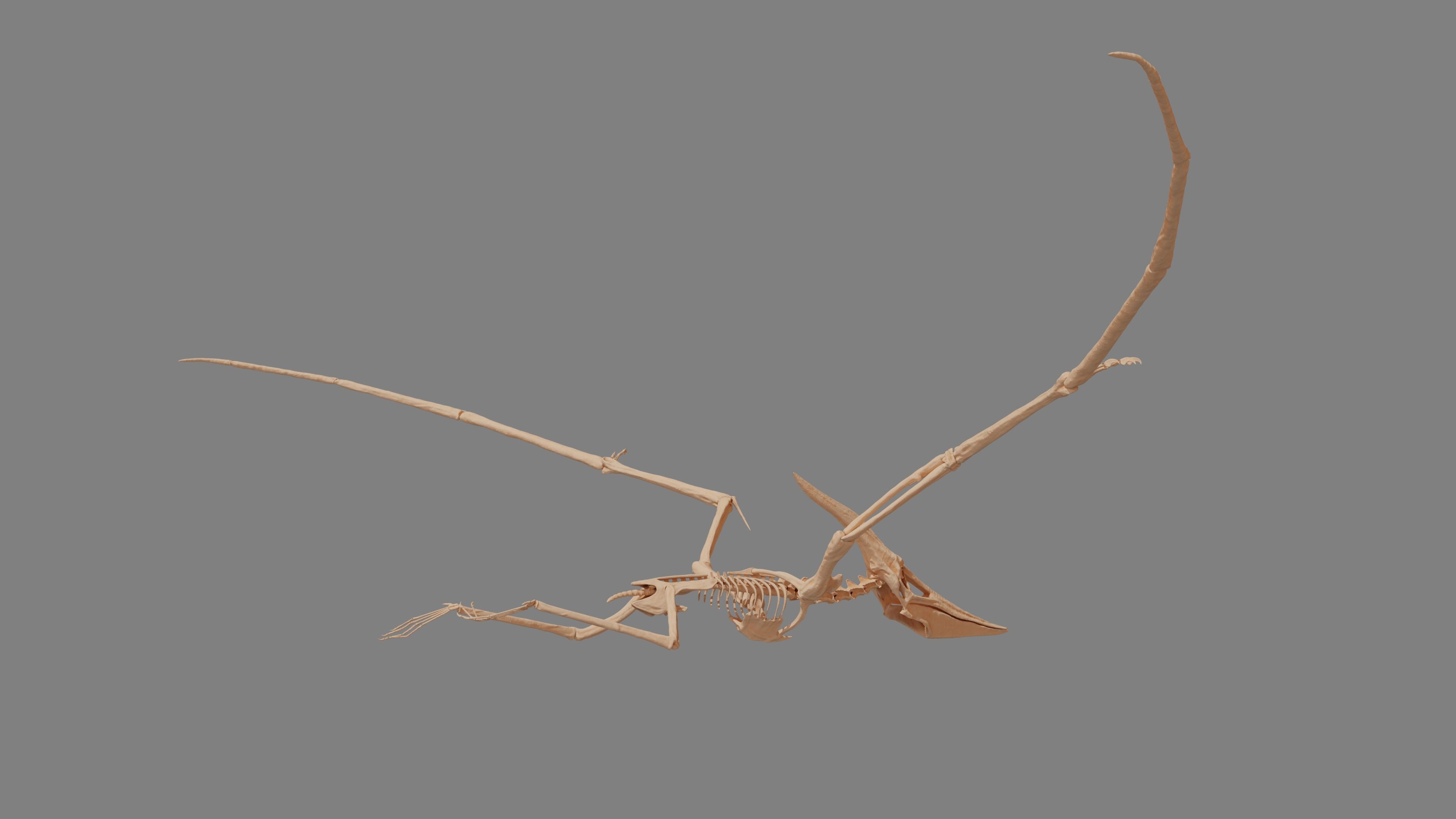 Pteranodon Skeleton 3D model Low-poly 3D model_5