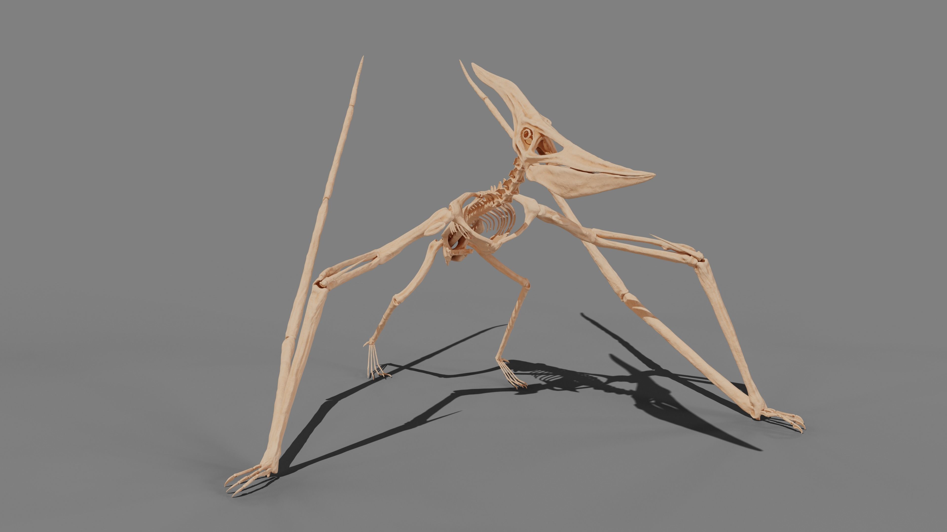 Pteranodon Skeleton 3D model Low-poly 3D model_19