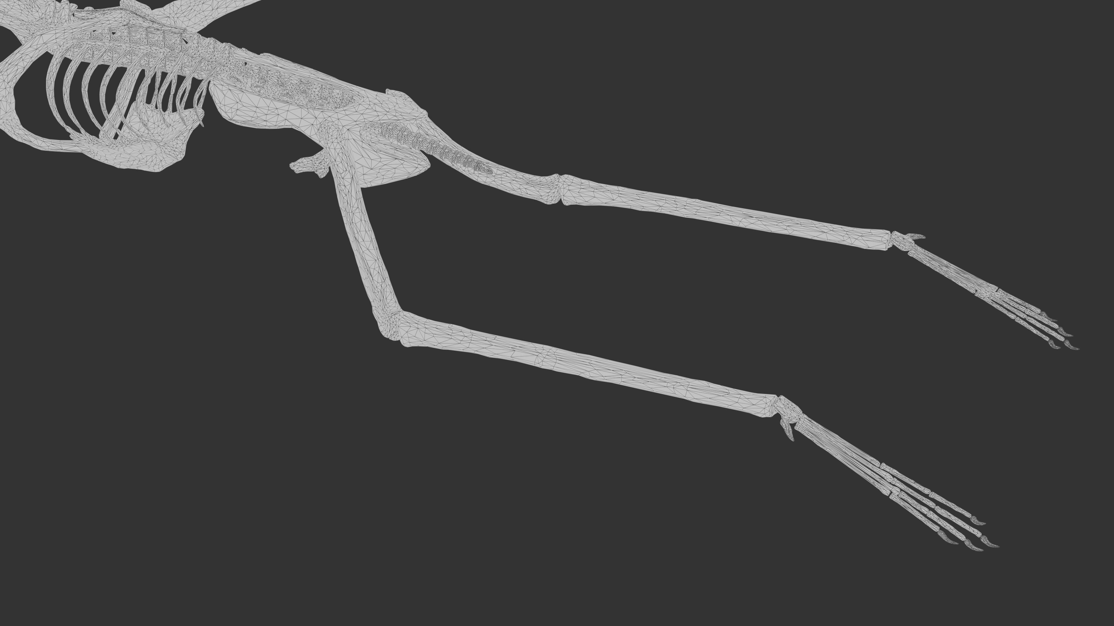 Pteranodon Skeleton 3D model Low-poly 3D model_38