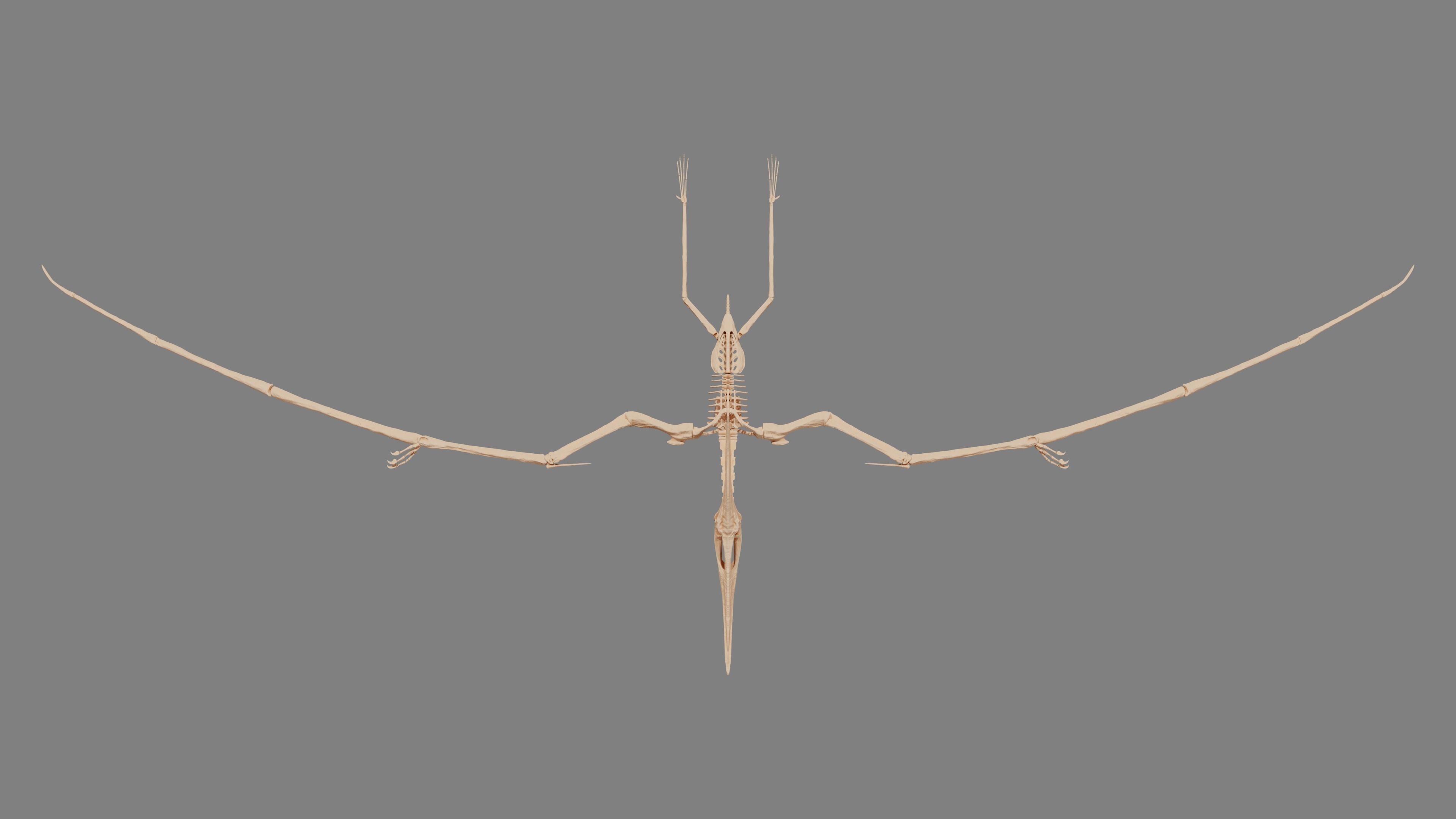 Pteranodon Skeleton 3D model Low-poly 3D model_33