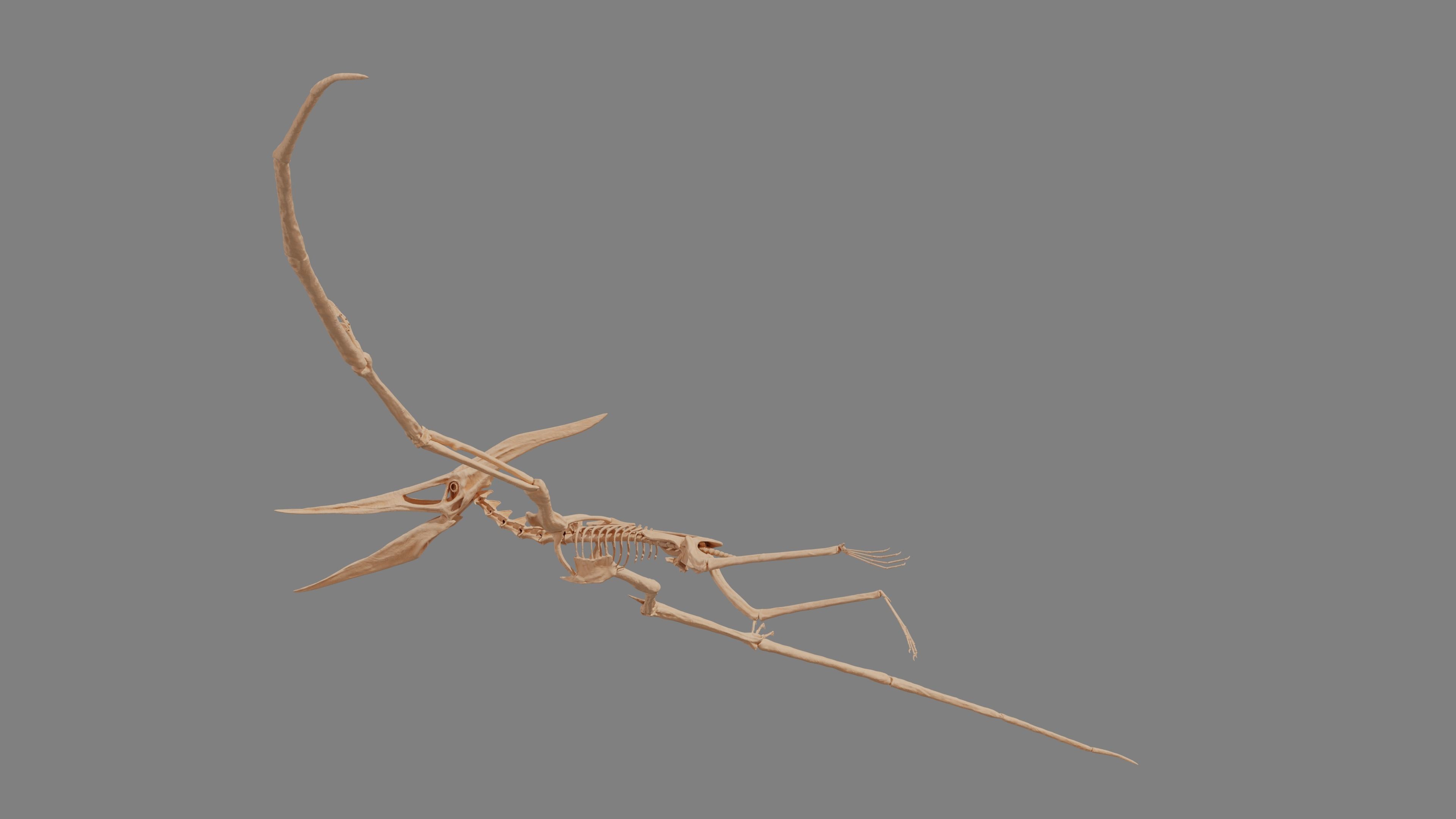 Pteranodon Skeleton 3D model Low-poly 3D model_16