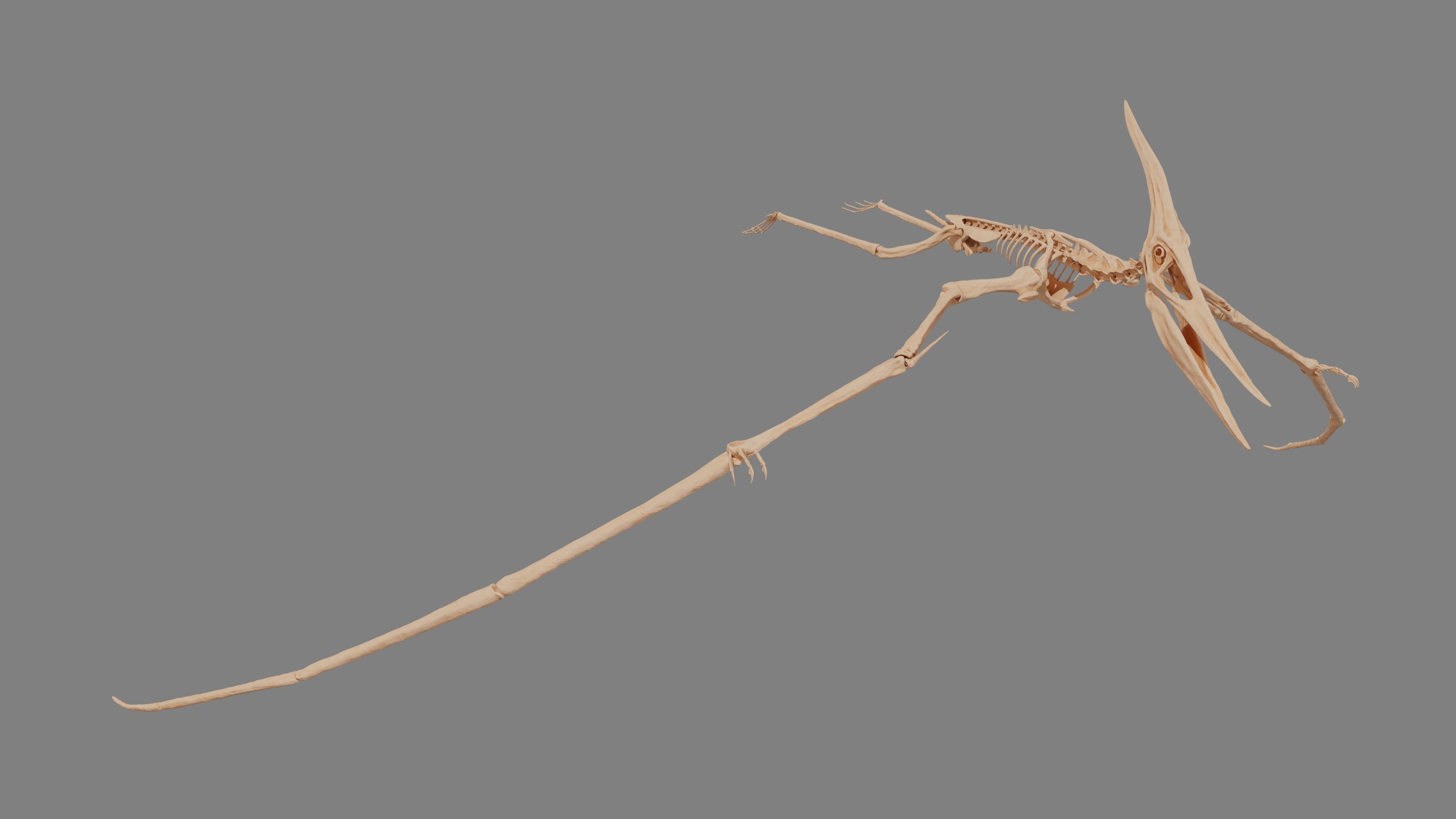 Pteranodon Skeleton 3D model Low-poly 3D model_8