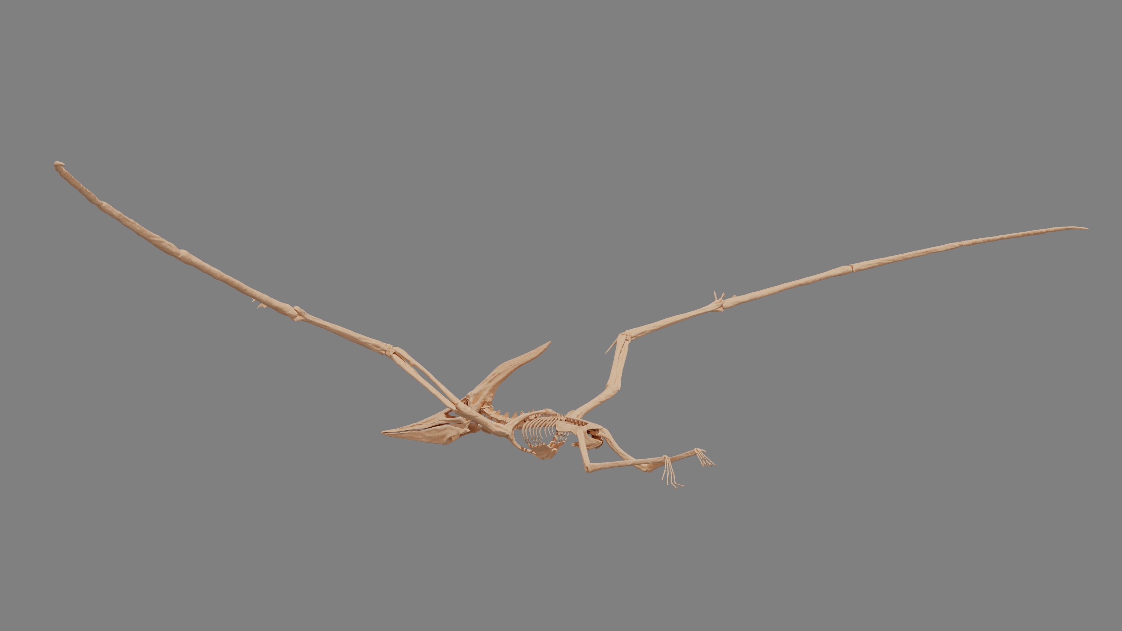 Pteranodon Skeleton 3D model Low-poly 3D model_4