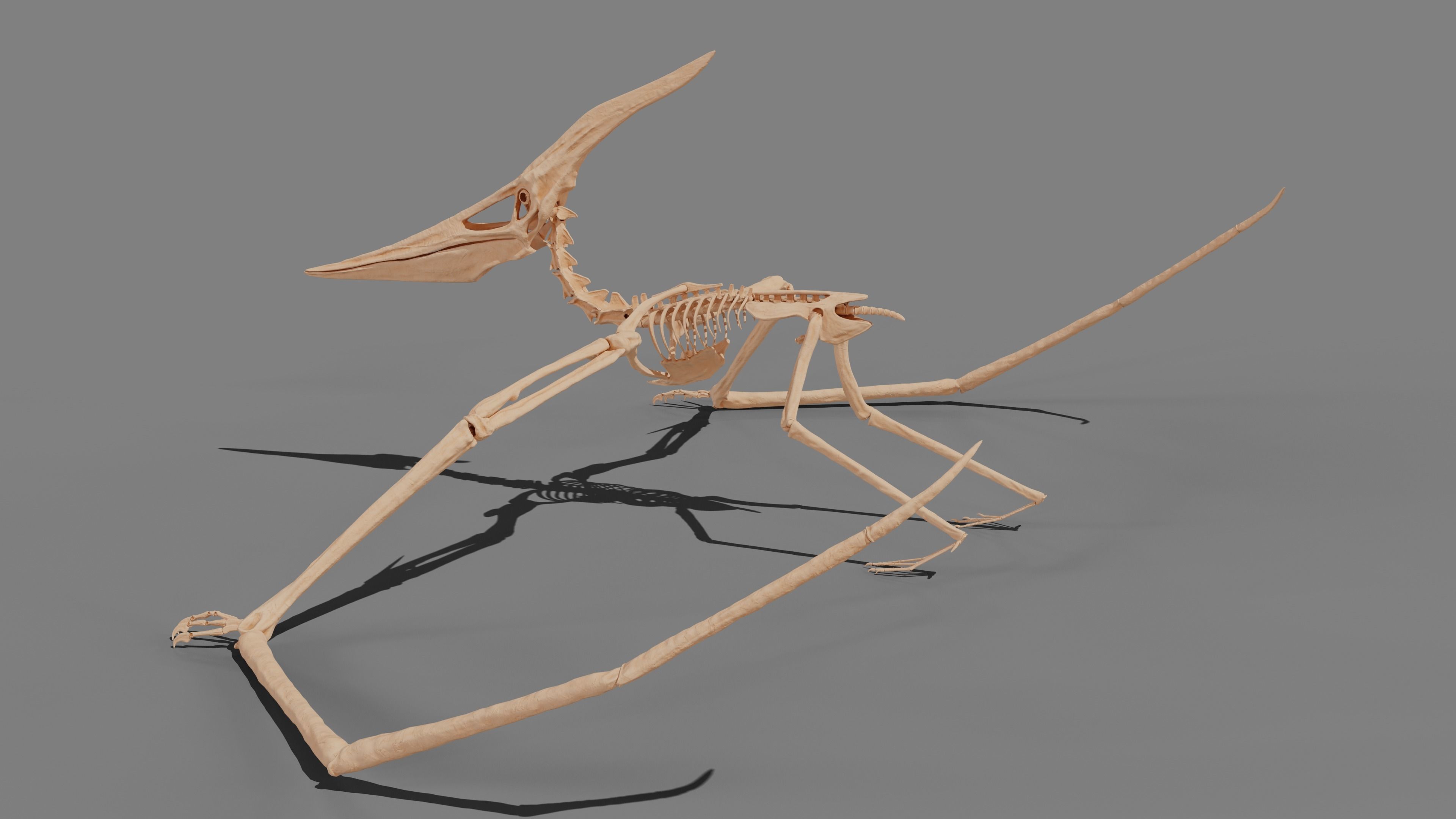 Pteranodon Skeleton 3D model Low-poly 3D model_26
