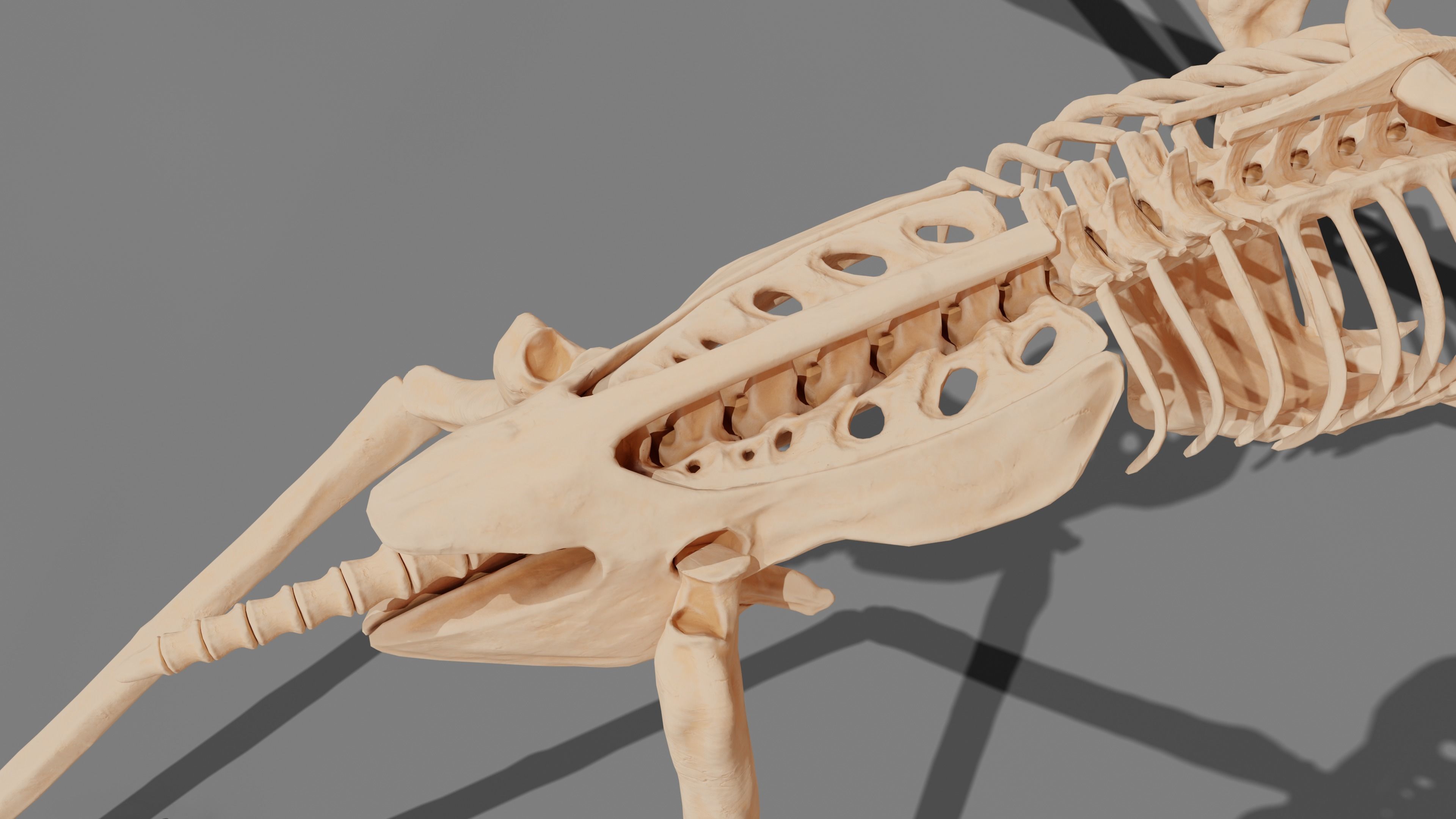 Pteranodon Skeleton 3D model Low-poly 3D model_31