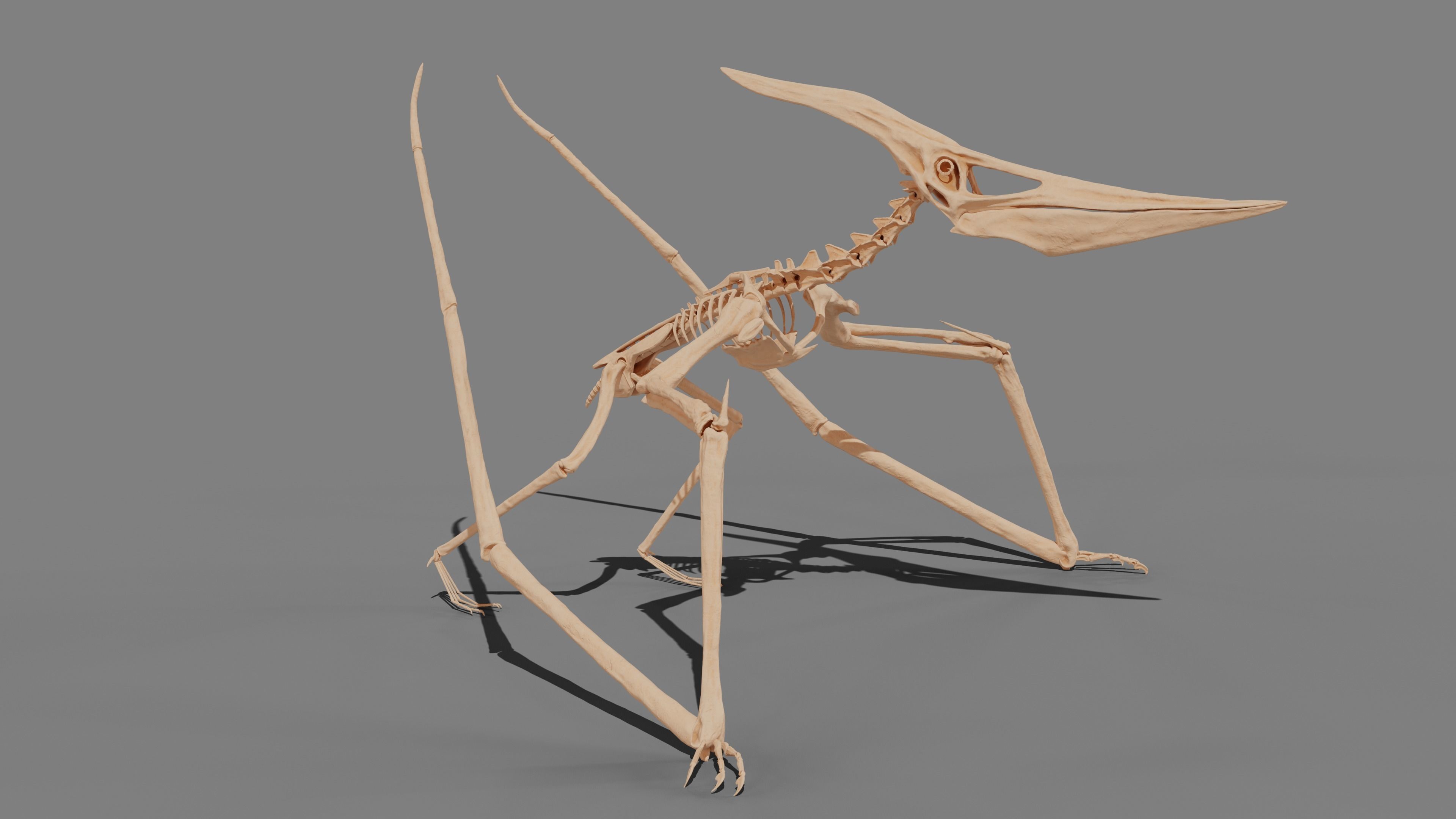 Pteranodon Skeleton 3D model Low-poly 3D model_18