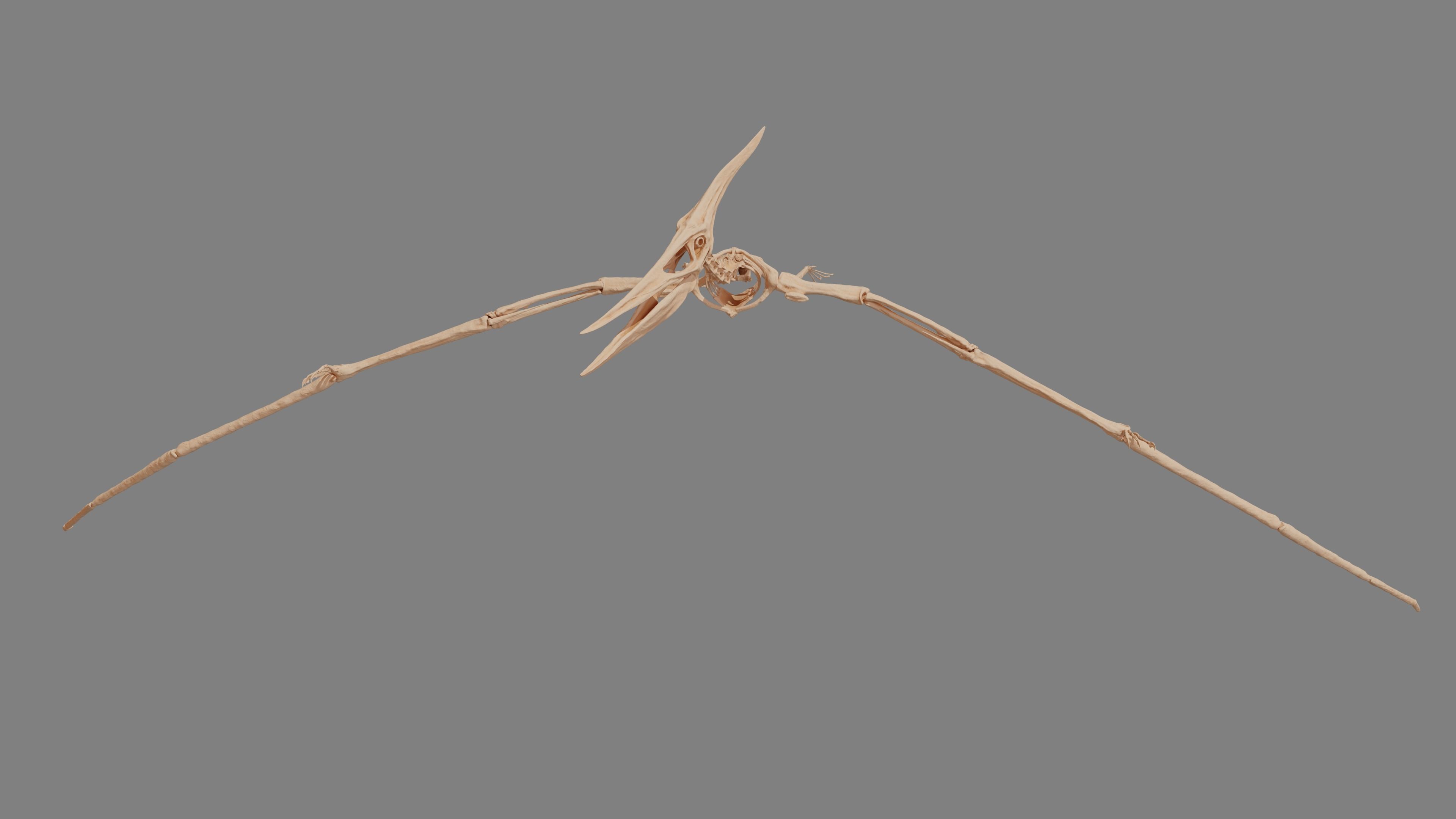 Pteranodon Skeleton 3D model Low-poly 3D model_9