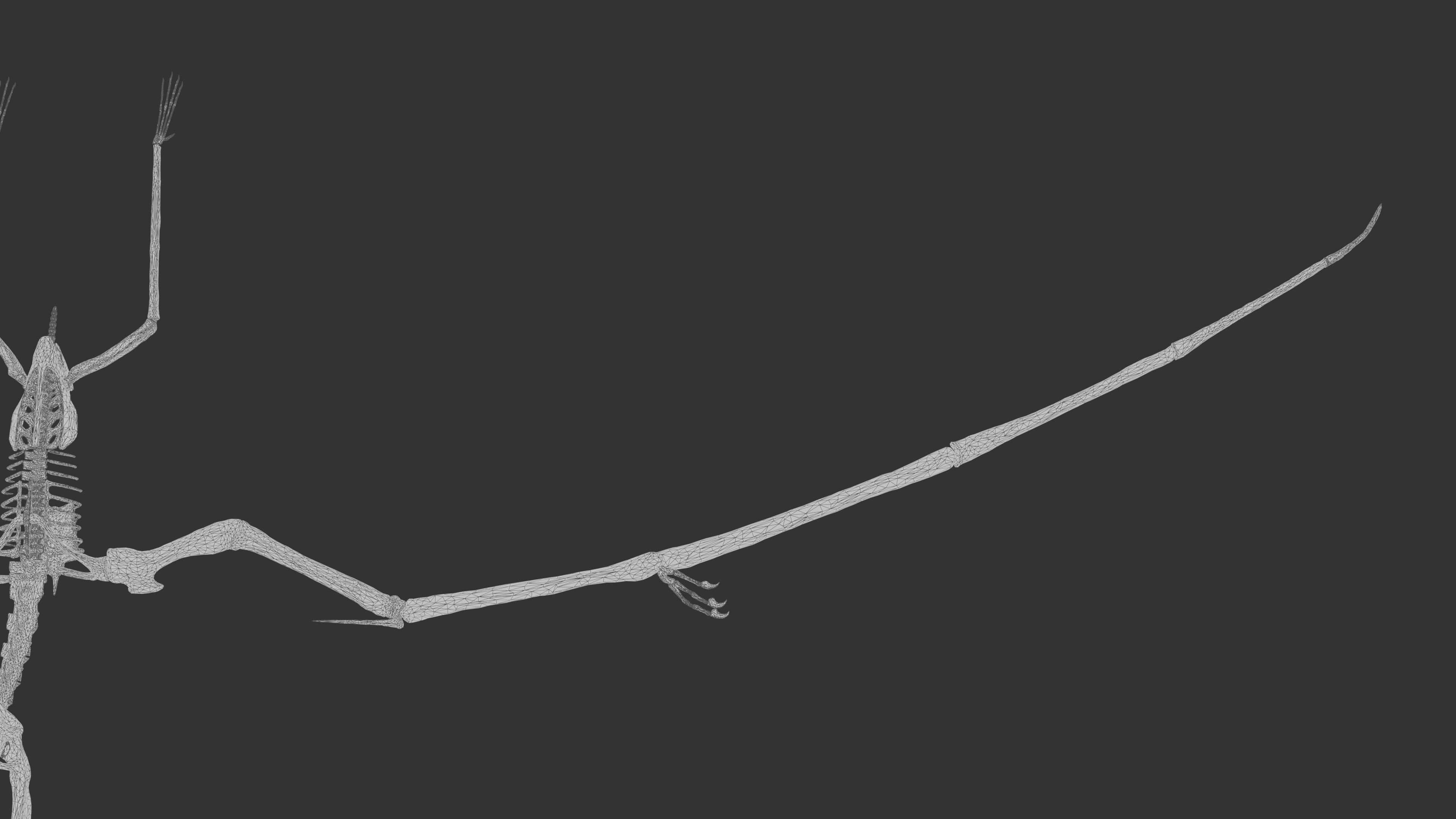 Pteranodon Skeleton 3D model Low-poly 3D model_39