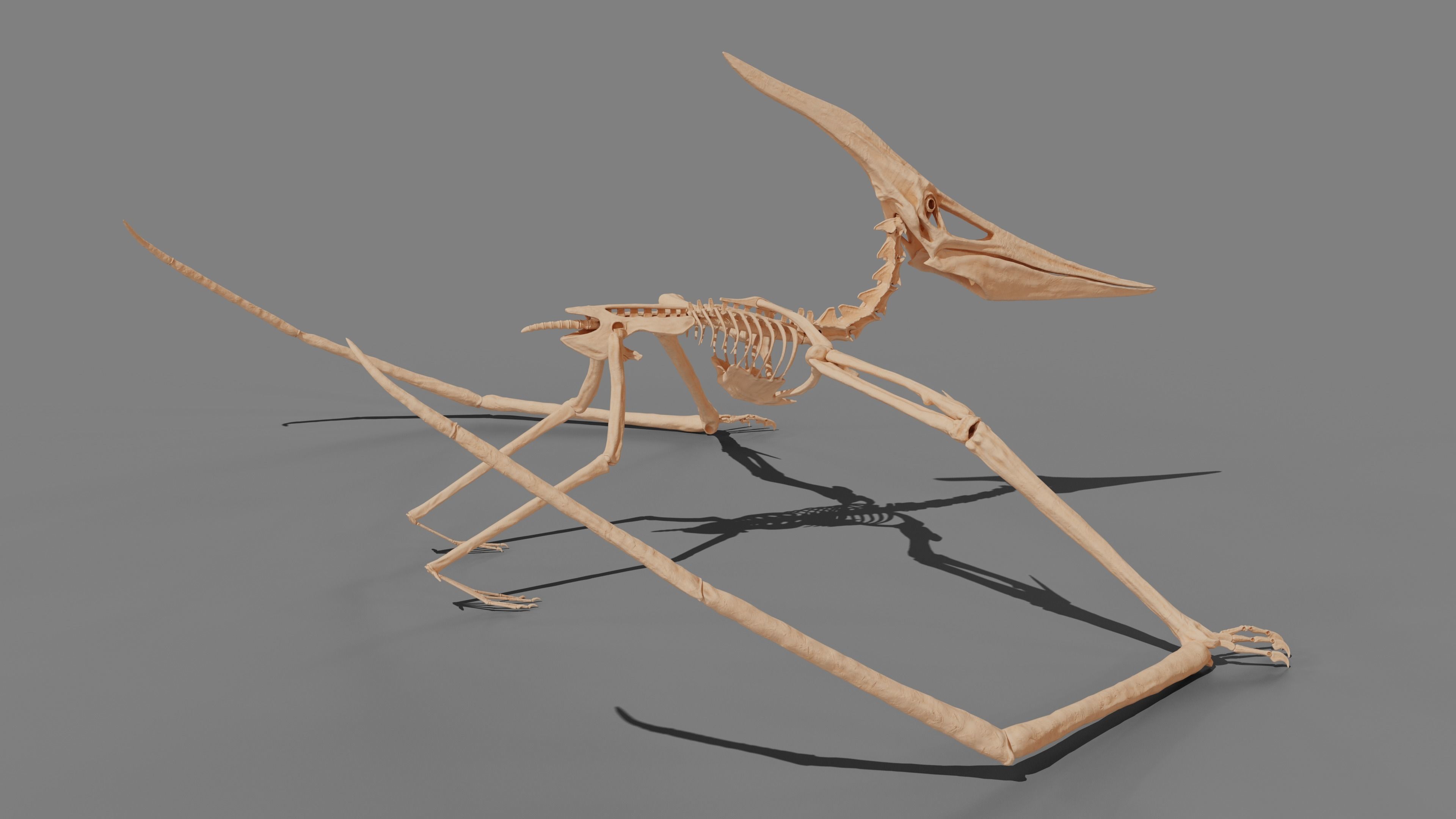Pteranodon Skeleton 3D model Low-poly 3D model_27
