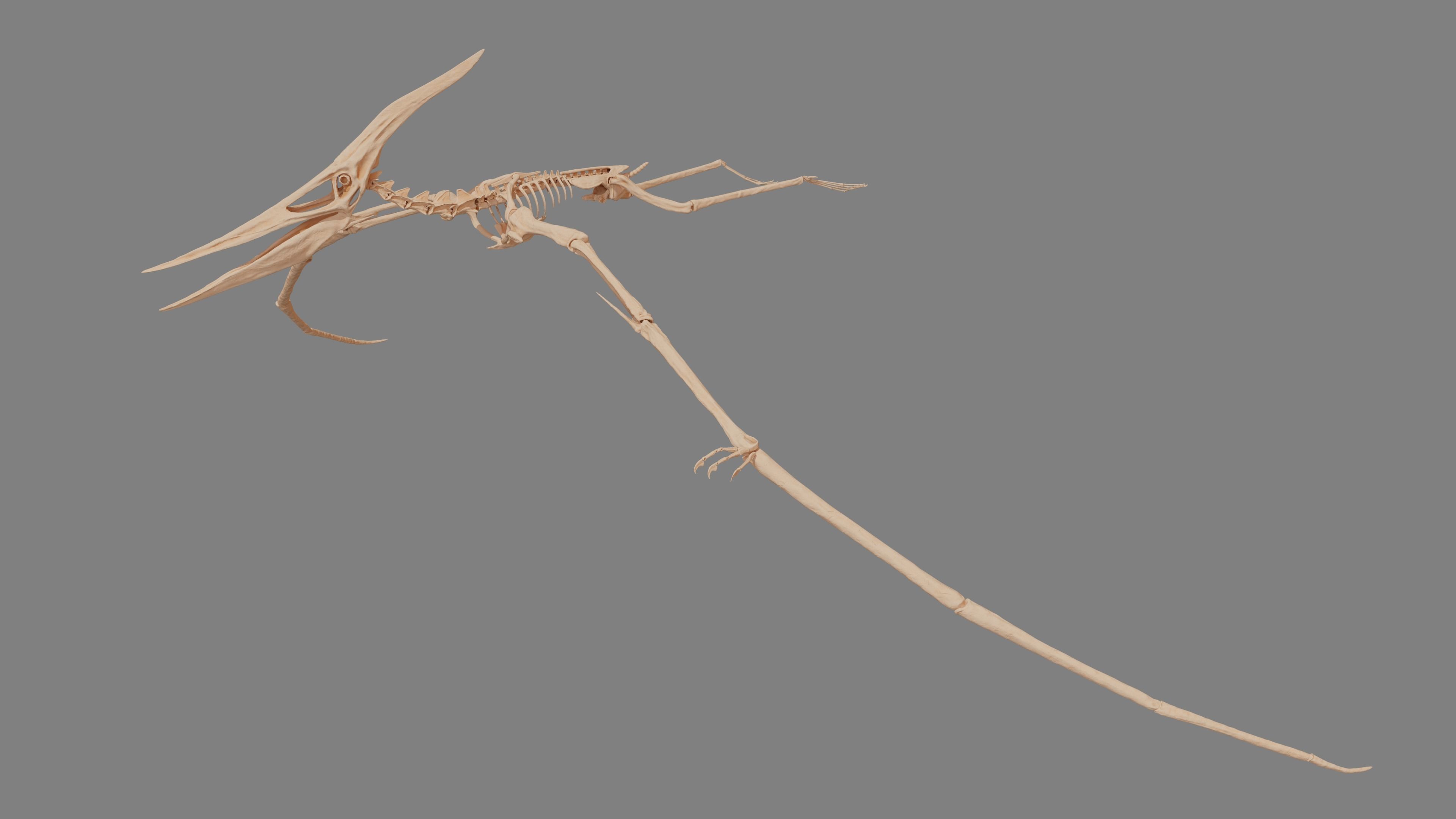 Pteranodon Skeleton 3D model Low-poly 3D model_10