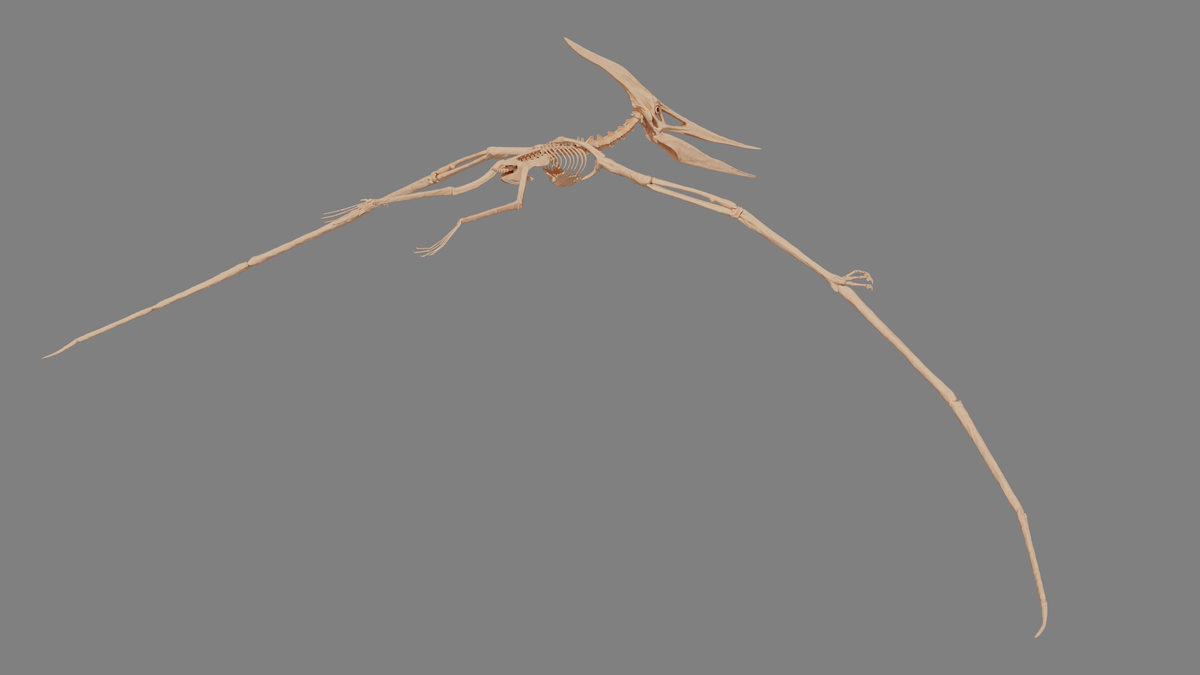 Pteranodon Skeleton 3D model Low-poly 3D model_12