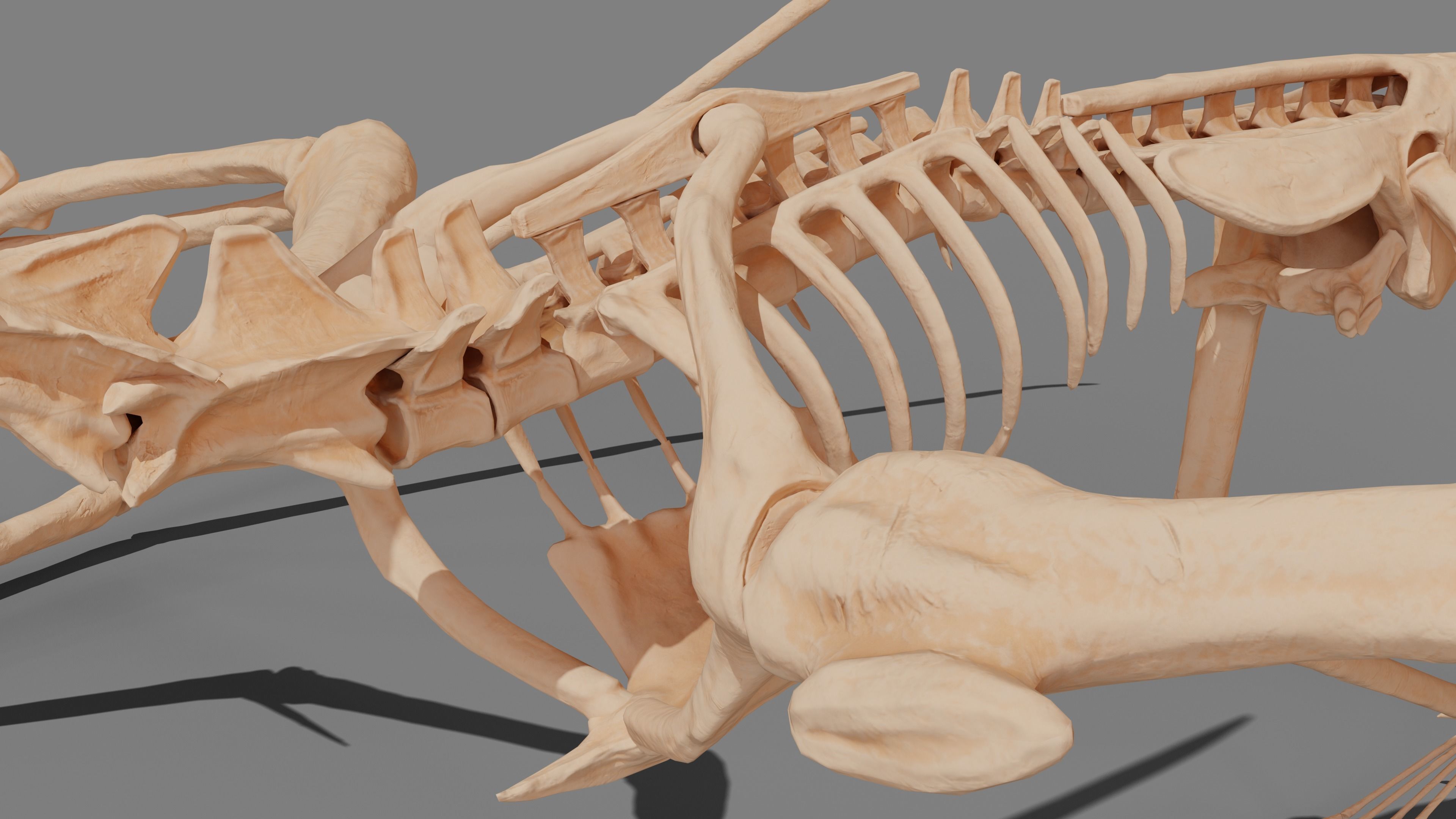 Pteranodon Skeleton 3D model Low-poly 3D model_30