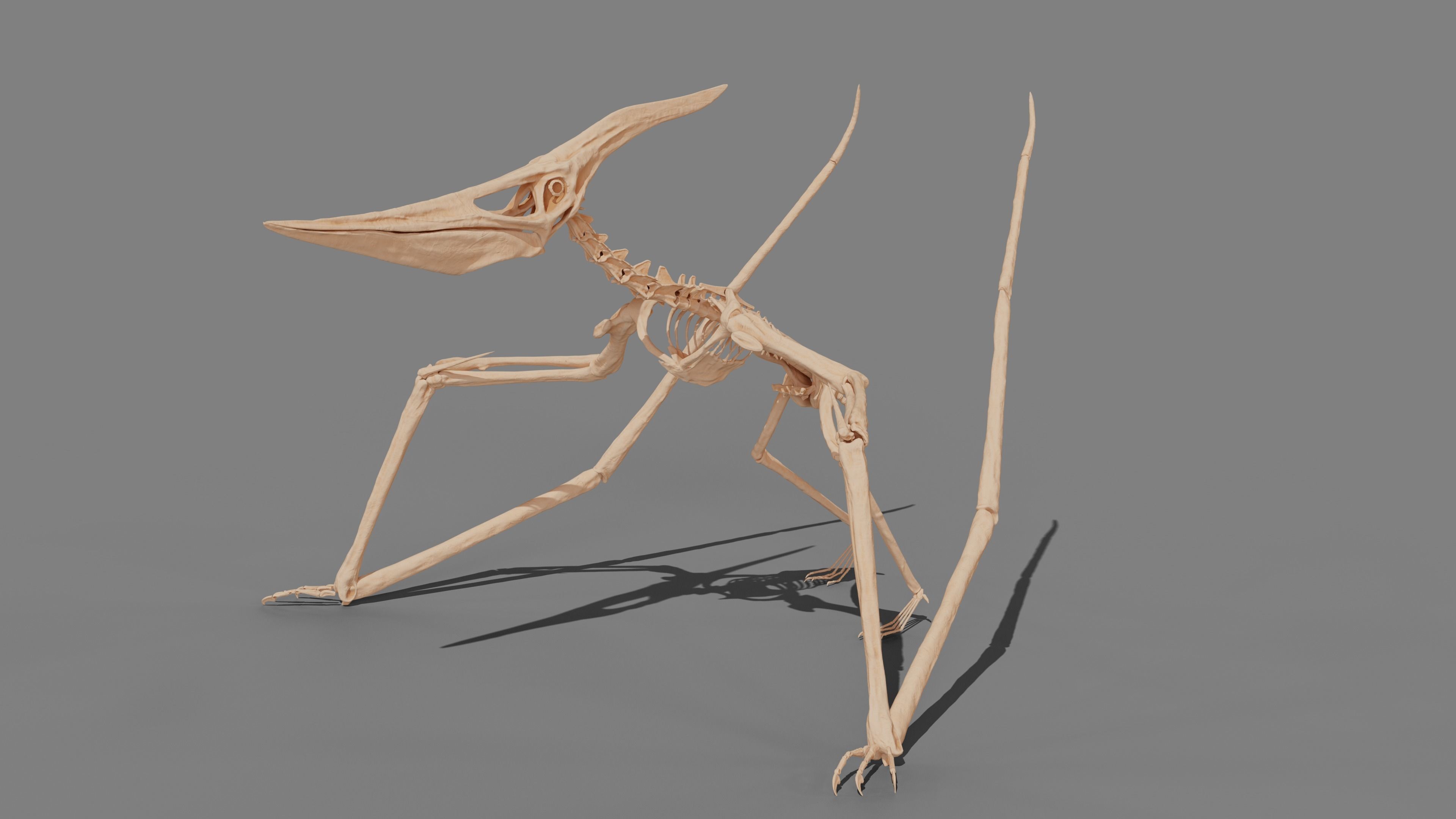 Pteranodon Skeleton 3D model Low-poly 3D model_20