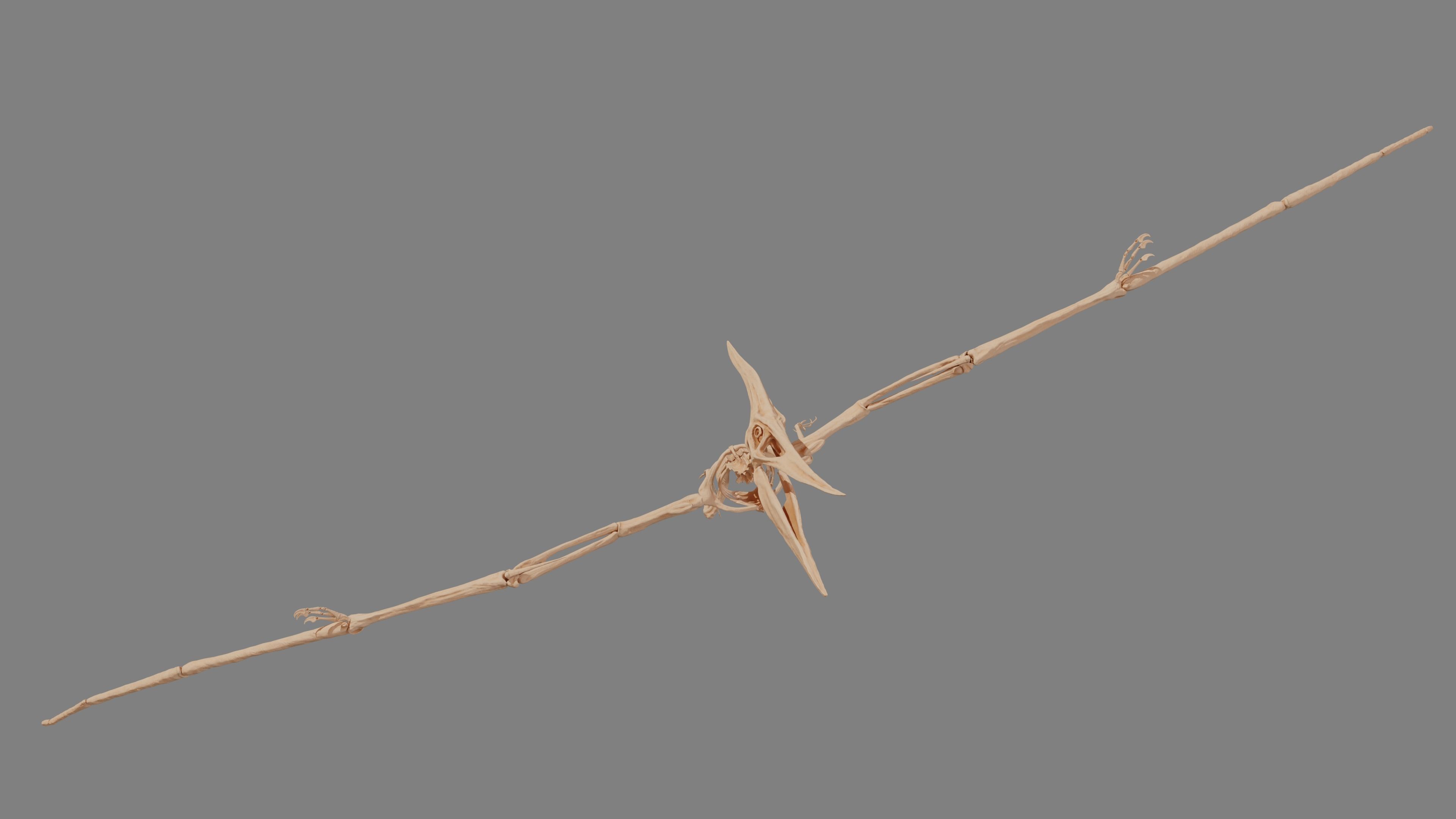 Pteranodon Skeleton 3D model Low-poly 3D model_14