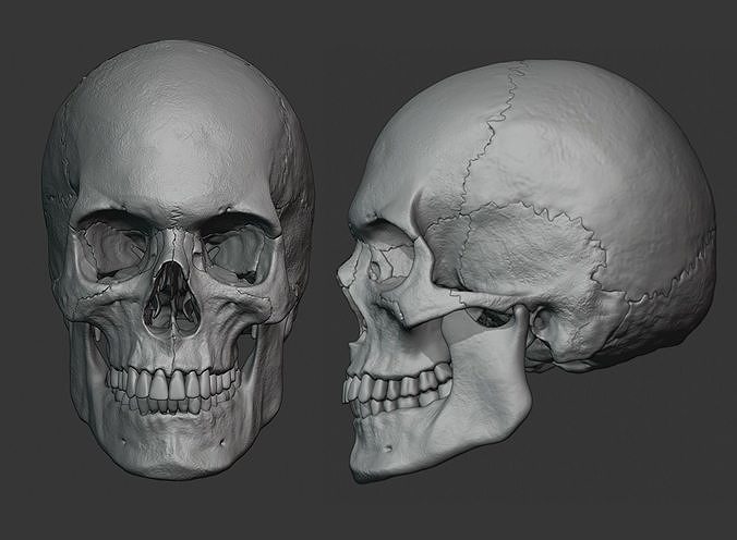 Human male skull sculpt 3D model