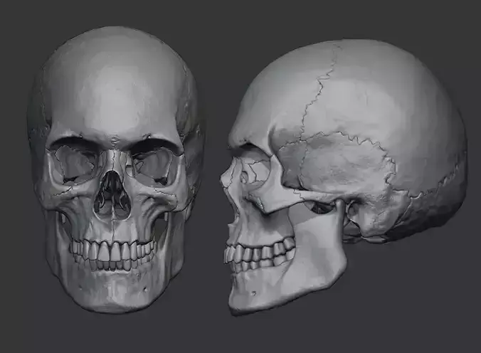 Human male skull sculpt 3D model