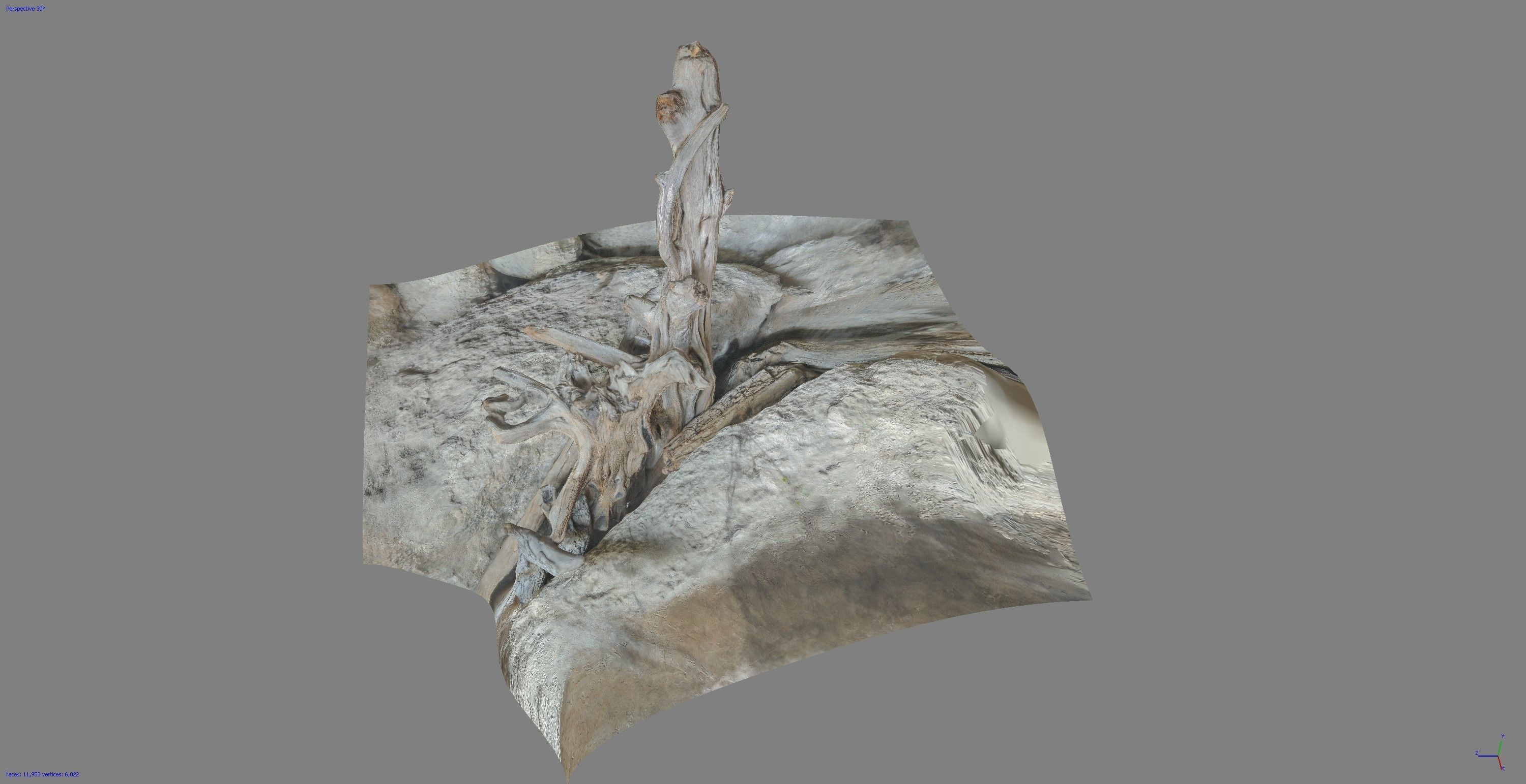 Dead tree on a rock Free low-poly 3D model_10