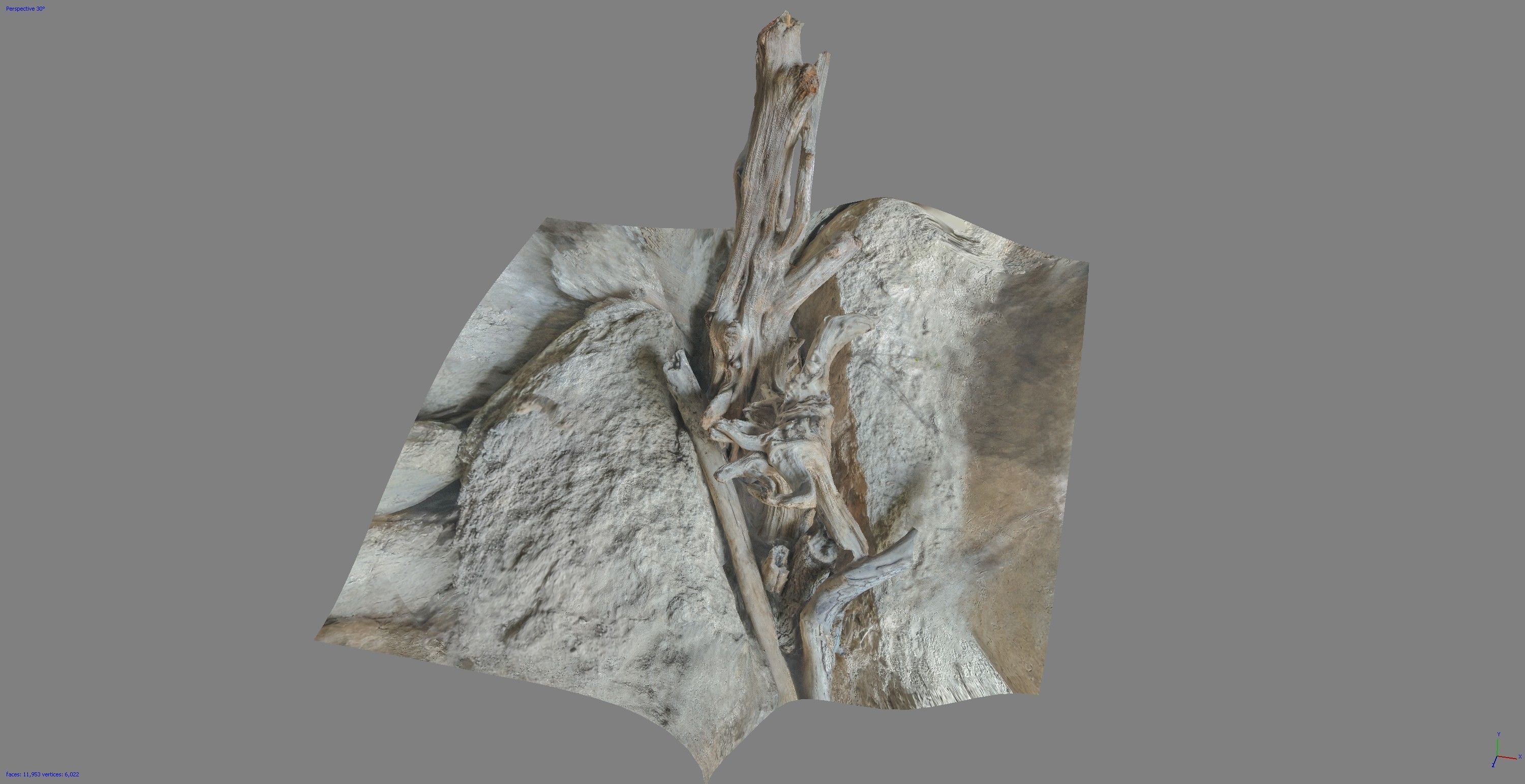 Dead tree on a rock Free low-poly 3D model_13