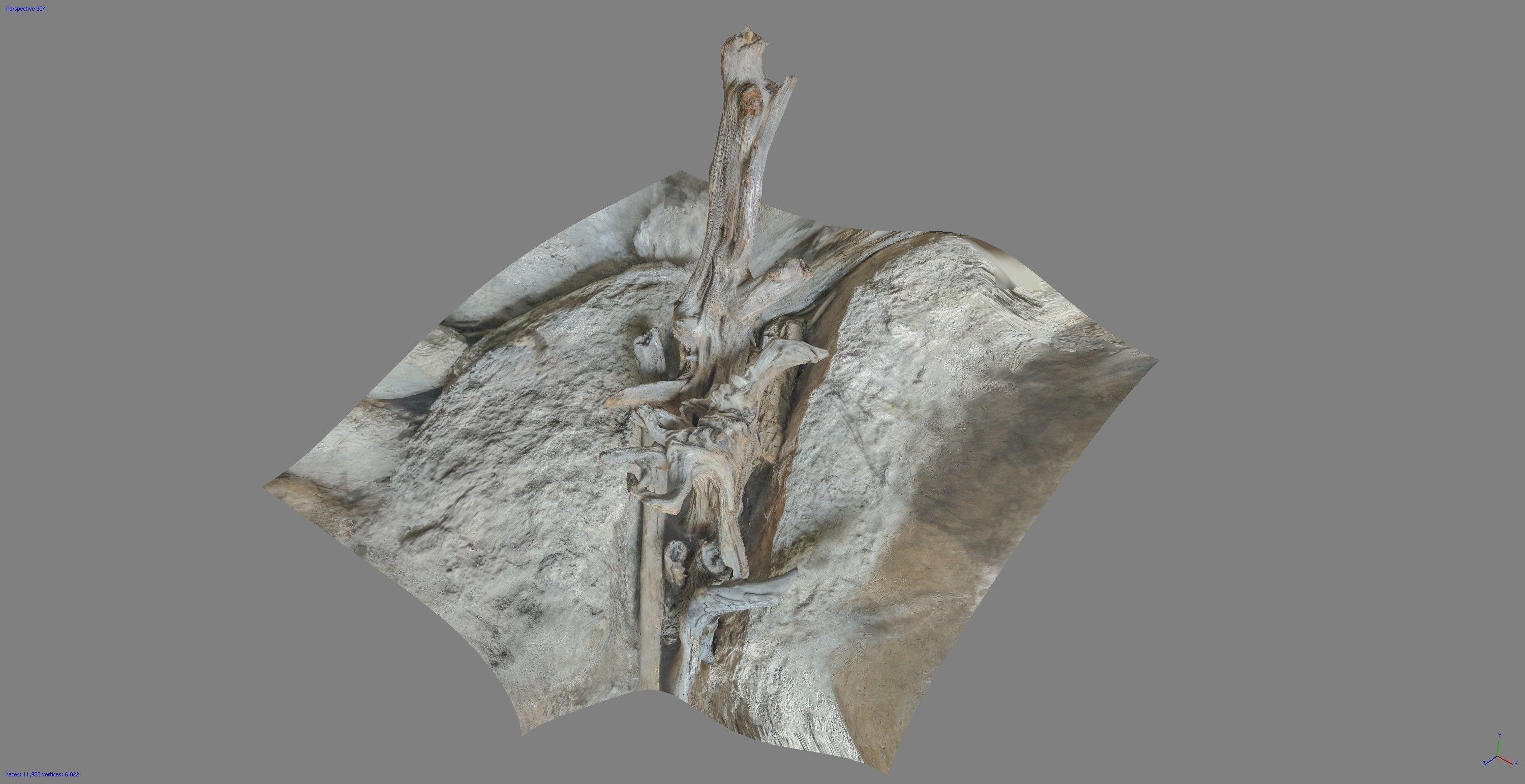 Dead tree on a rock Free low-poly 3D model_12