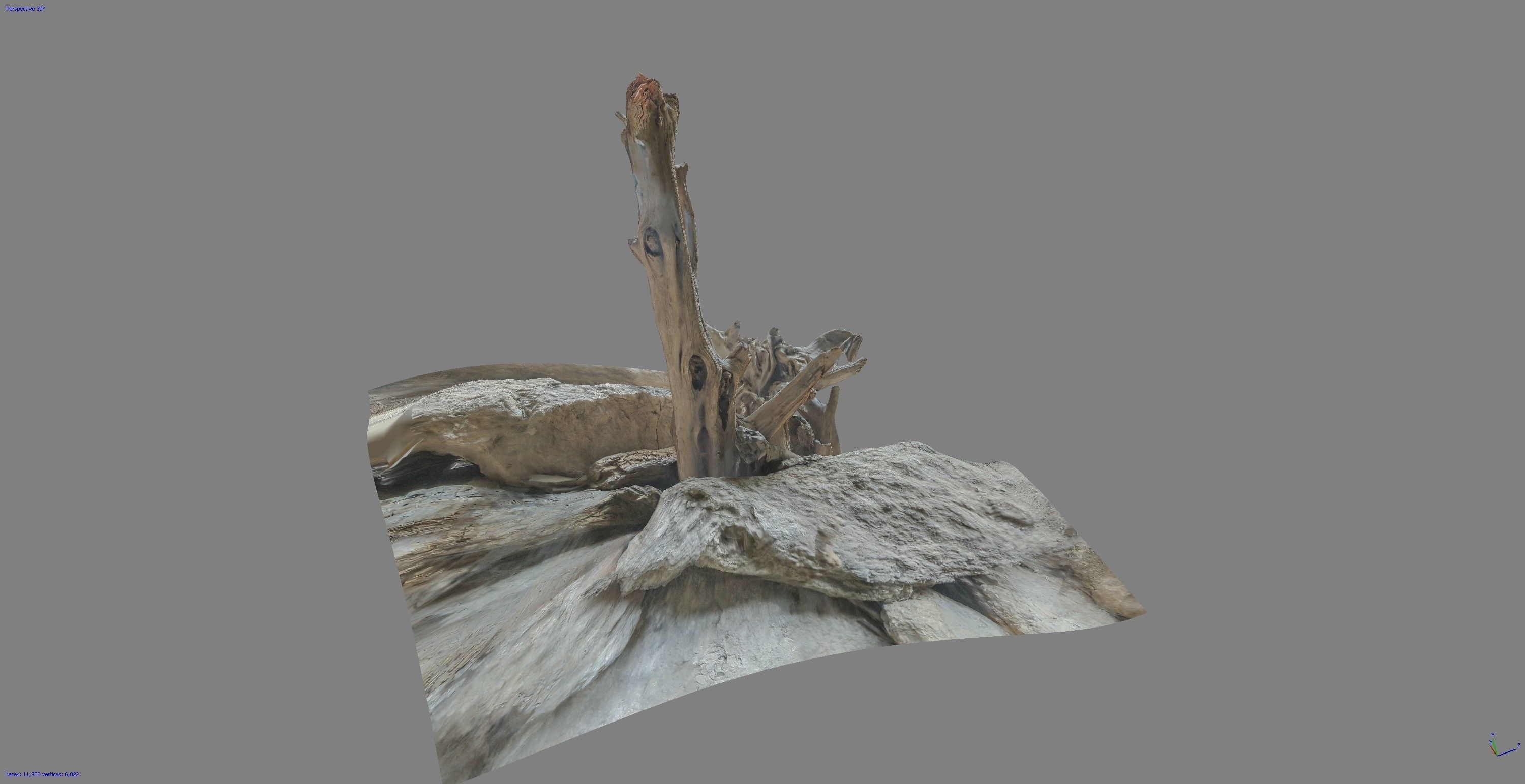 Dead tree on a rock Free low-poly 3D model_4